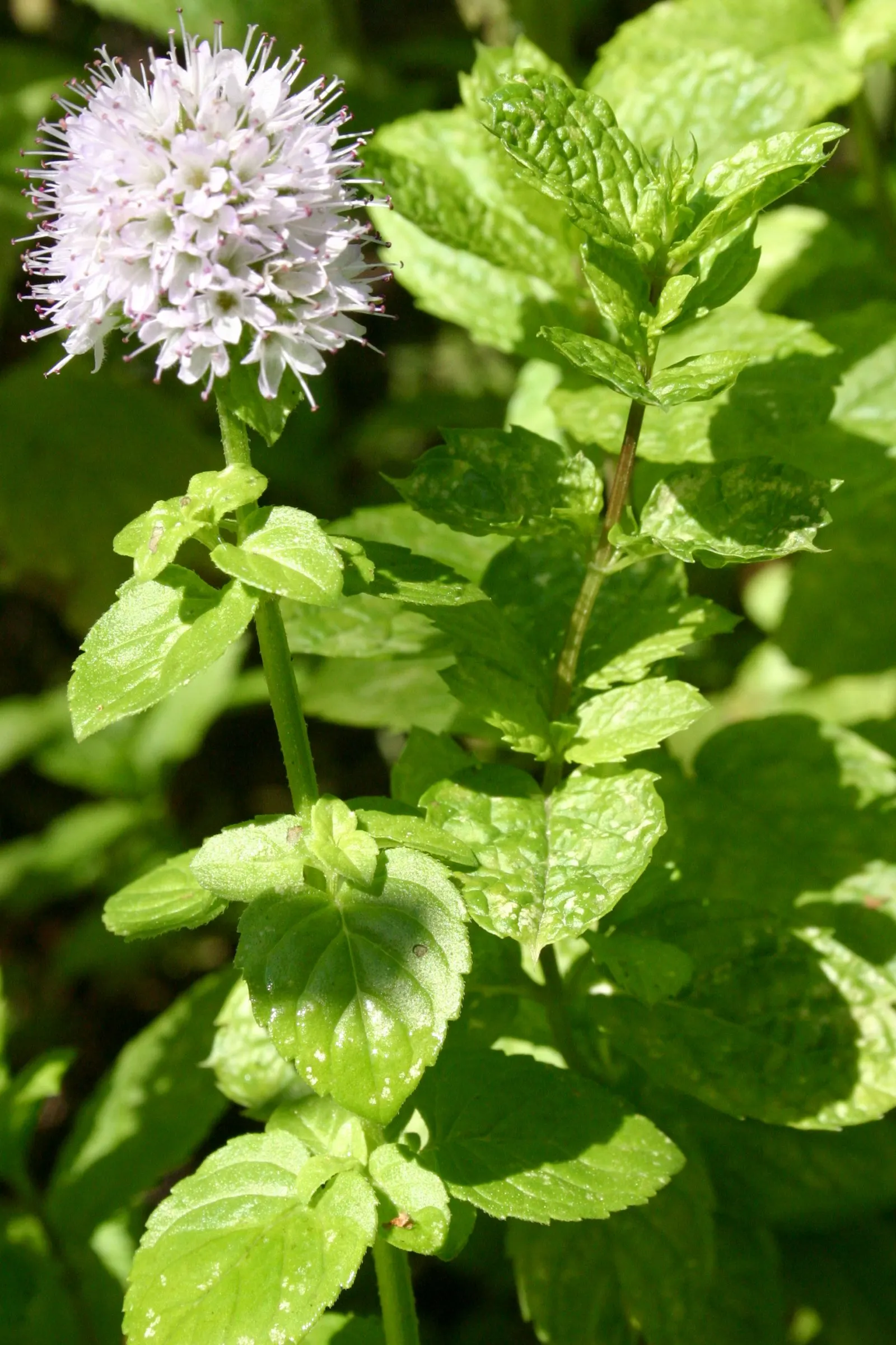 Peppermint (Mentha X Piperita) — is a perennial herb that is both aromatic and vigorous in growth; scientifically known as Mentha x piperita
