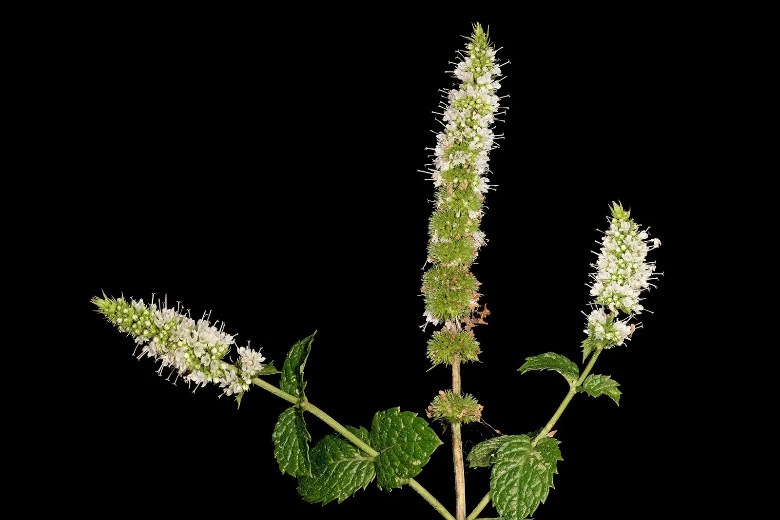 Peppermint (Mentha X Piperita) — is a perennial herb that is both aromatic and vigorous in growth; scientifically known as Mentha x piperita, image 67