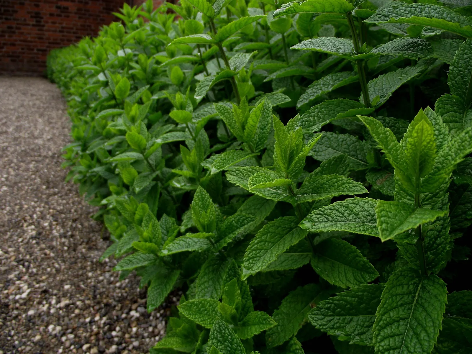 Peppermint (Mentha X Piperita) — scientifically known as Mentha x piperita; herb with blue blooms, image 46