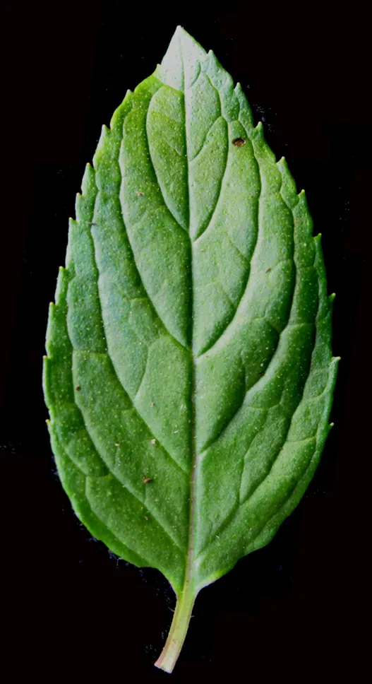 Peppermint (Mentha X Piperita) — herb with blue blooms