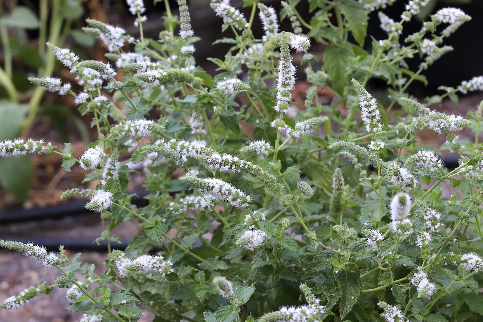 Peppermint (Mentha X Piperita) — making it both a functional and sensory addition to the landscape; care should be taken when placing Peppermint in, image 77