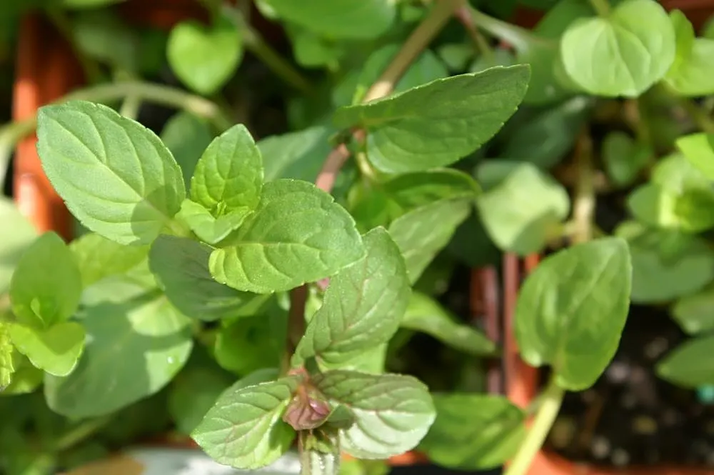 Peppermint (Mentha X Piperita) — The plant's stems are square in cross-section; well-drained loamy soil with a pH range of 6.0 to 7.0