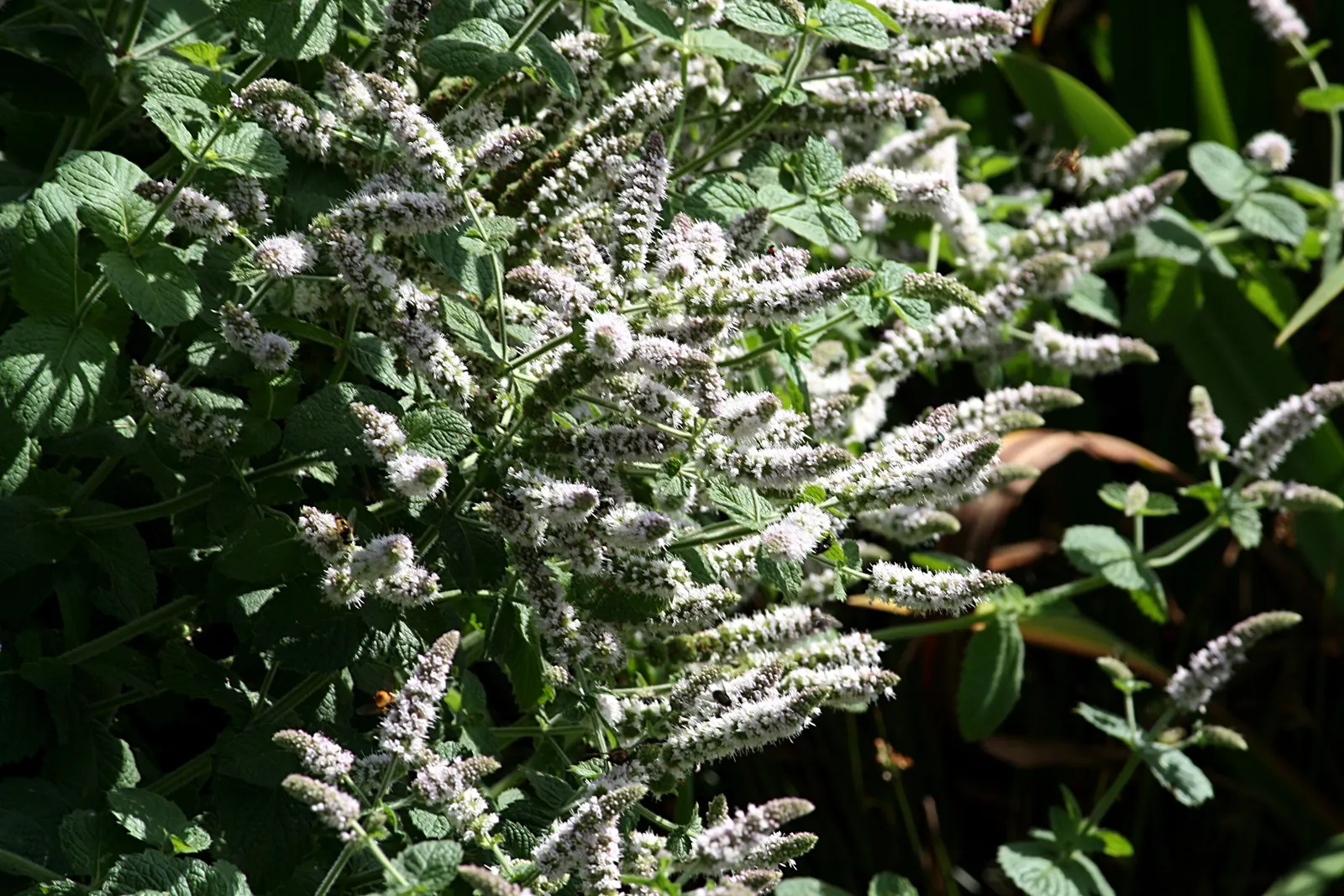 Peppermint (Mentha X Piperita) — Ideal for culinary use and attracting pollinators, but may require containment to prevent invasive spread, image 65