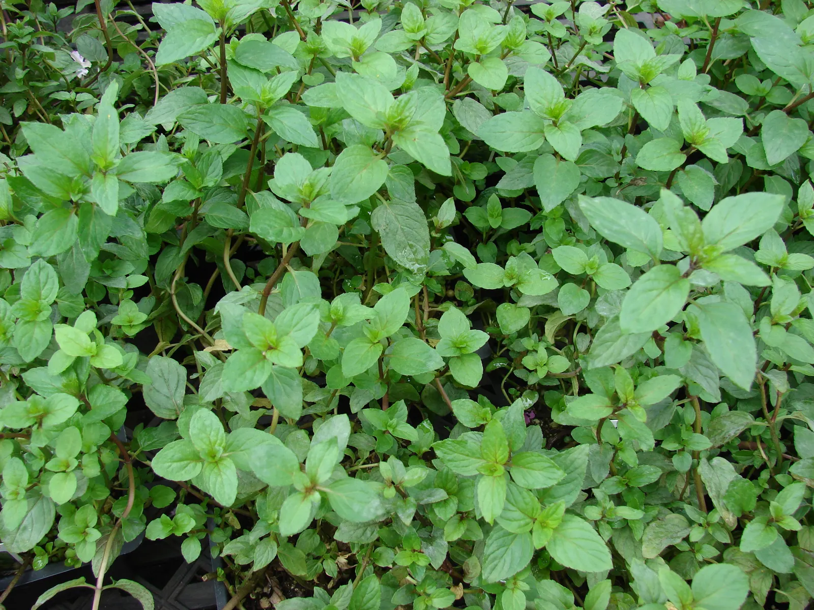 Peppermint (Mentha X Piperita) — blooming in mid to late summer and attracting beneficial pollinators such as bees and butterflies