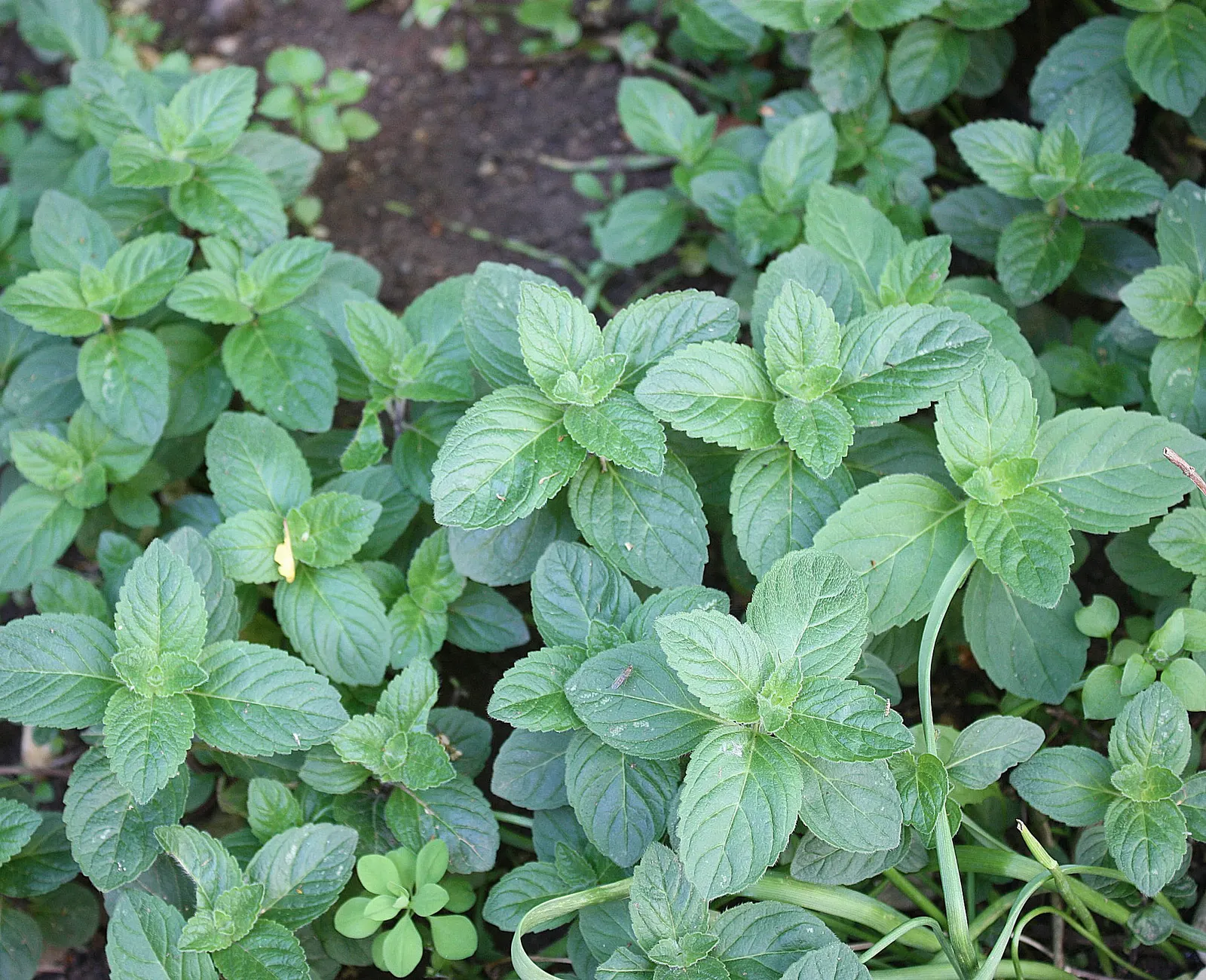 Peppermint (Mentha X Piperita) — The plant's stems are square in cross-section; well-drained loamy soil with a pH range of 6.0 to 7.0, image 88