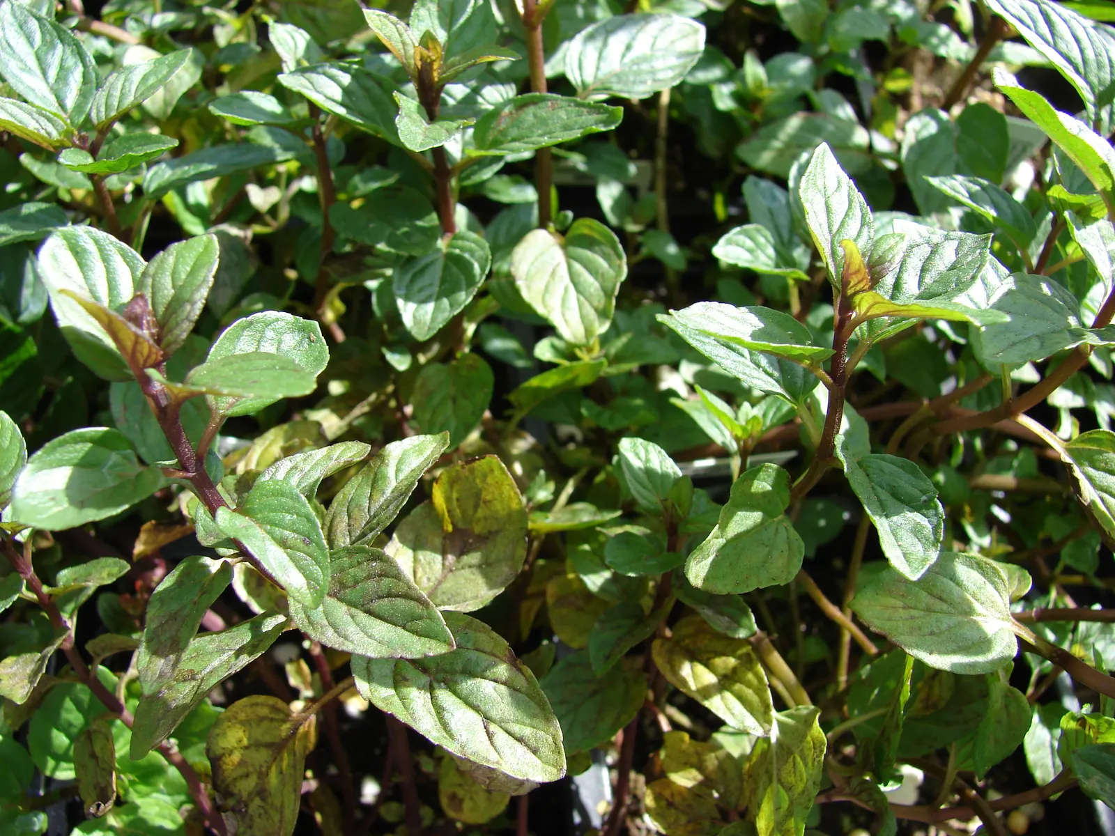 Peppermint (Mentha X Piperita) — Peppermint should be planted in full to partial sun and prefers a moist