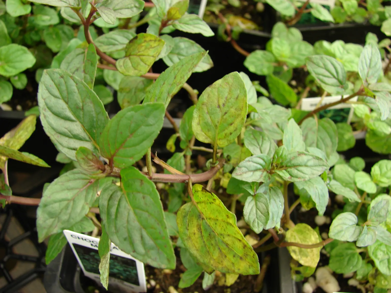 Peppermint (Mentha X Piperita) — Its aromatic, dark green leaves and purplish flowering spikes make it a striking addition to any garden; blue, image 43