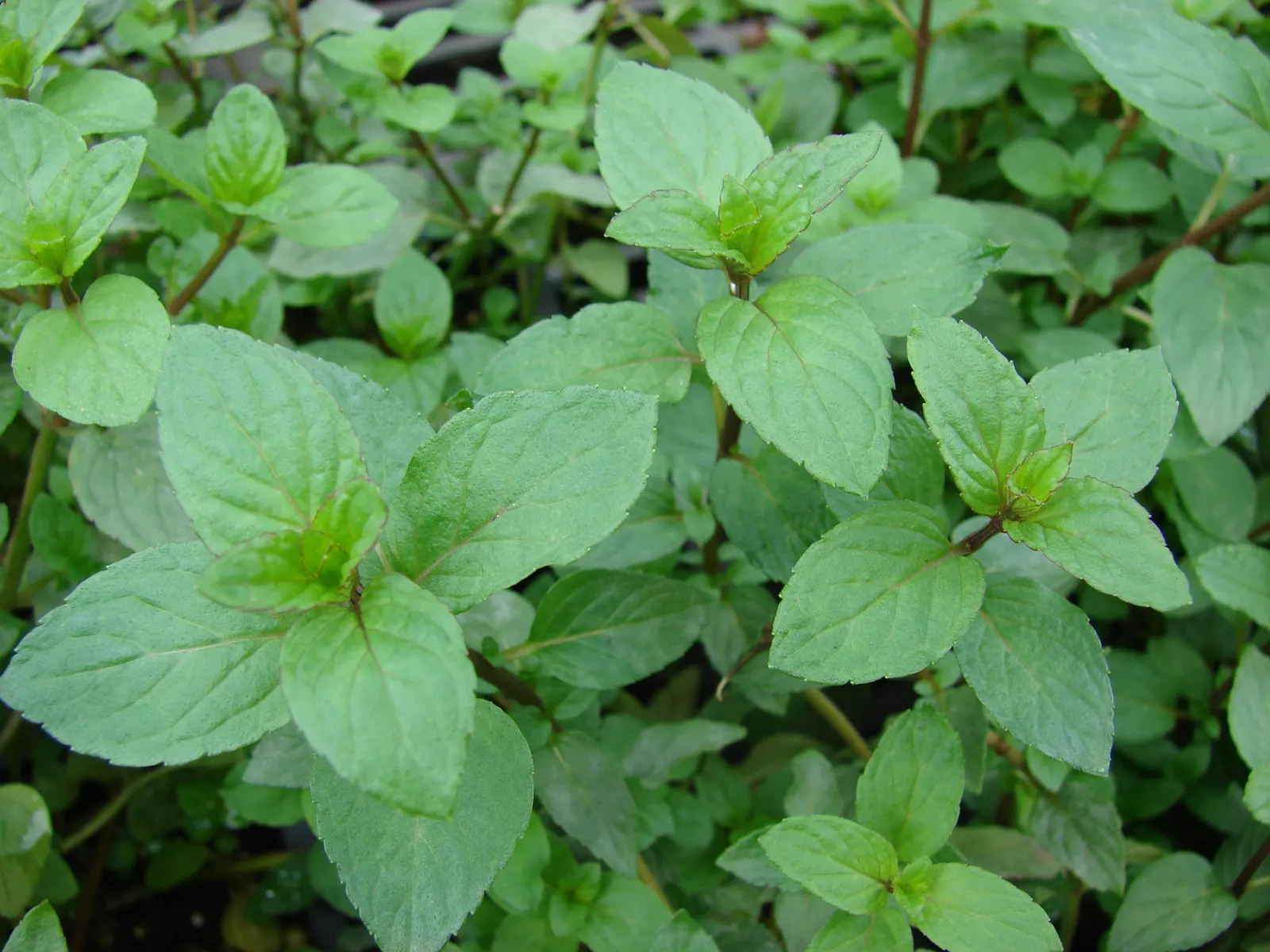 Peppermint (Mentha X Piperita) — reaching up to 2-3 feet in height; with serrated edges and a distinctive minty fragrance that is released when, image 42