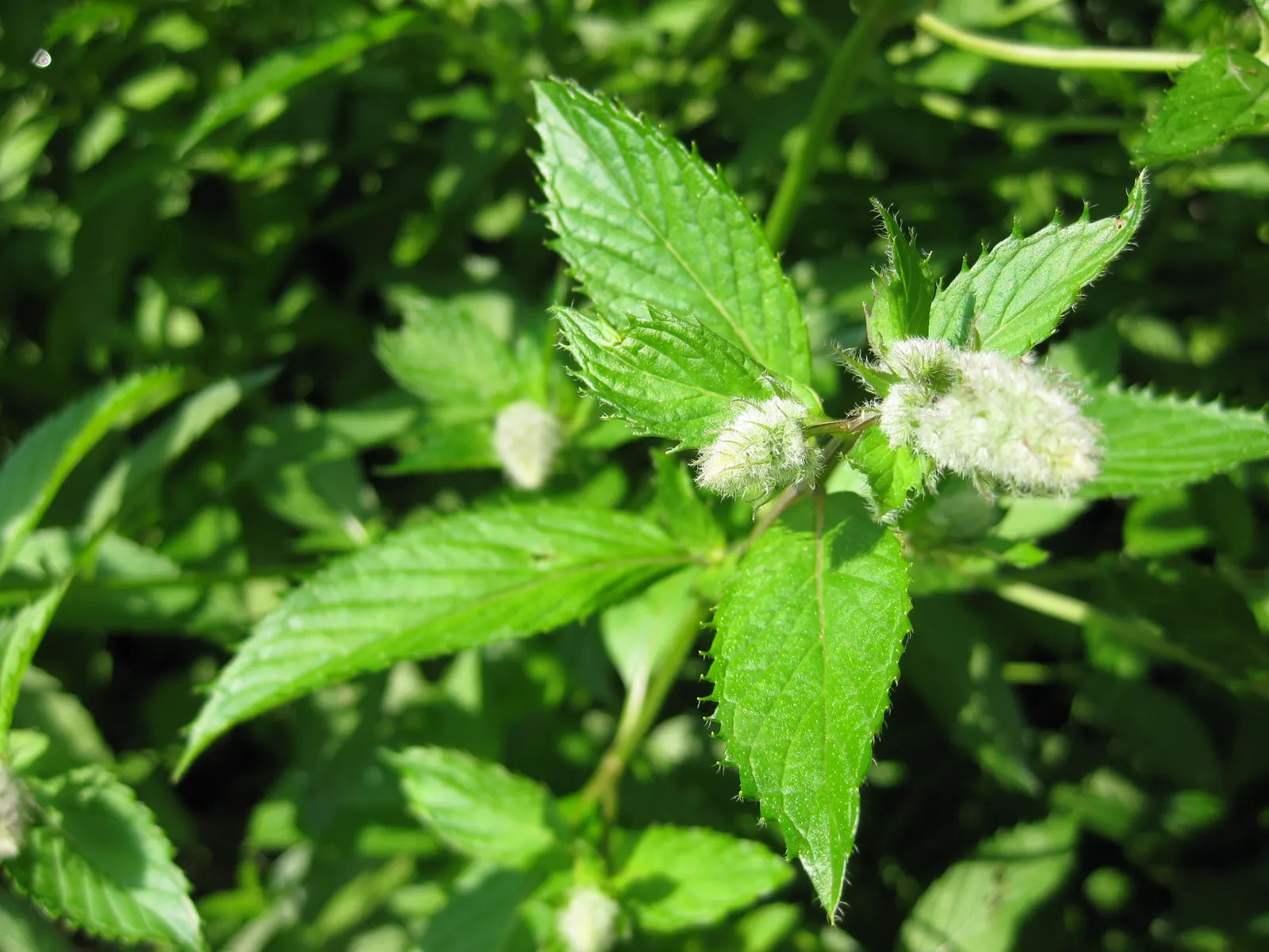 Peppermint (Mentha X Piperita) — and its leaves are dark green; is a perennial herb that is both aromatic and vigorous in growth, image 90