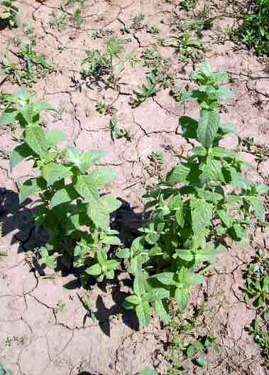 Peppermint (Mentha X Piperita) — with serrated edges and a distinctive minty fragrance that is released when bruised.<br><br>For optimal growth; it, image 91