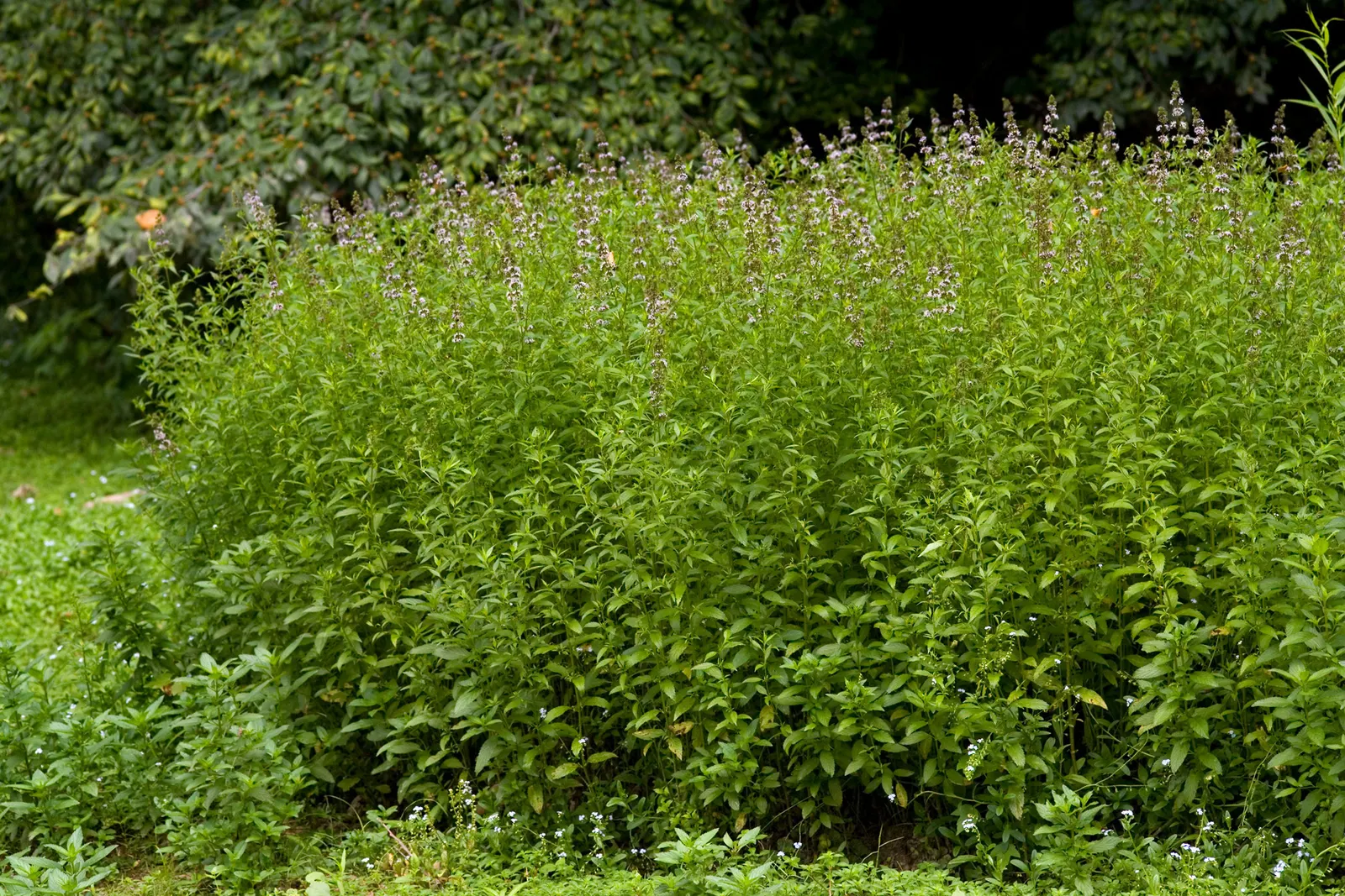 Peppermint (Mentha X Piperita) — herb with blue blooms; and its leaves are dark green, image 79