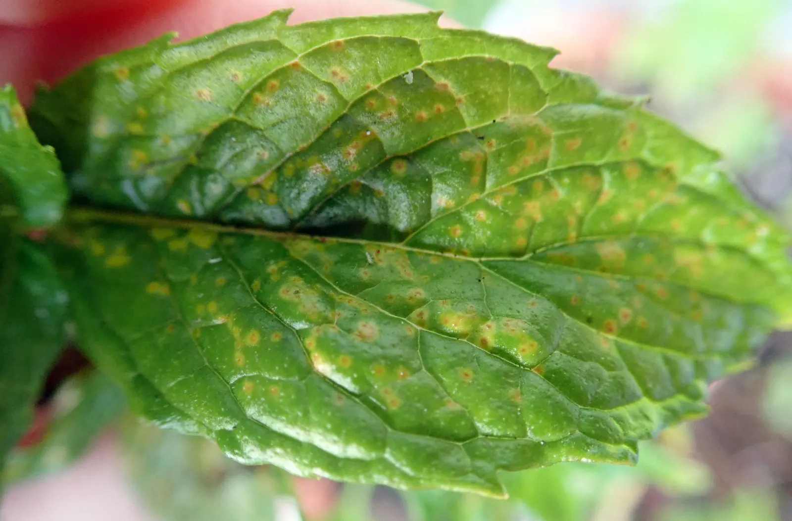 Peppermint (Mentha X Piperita) — Preferring partial shade and moist conditions, this mint variety is hardy and spreads rapidly via runners; ideal, image 64