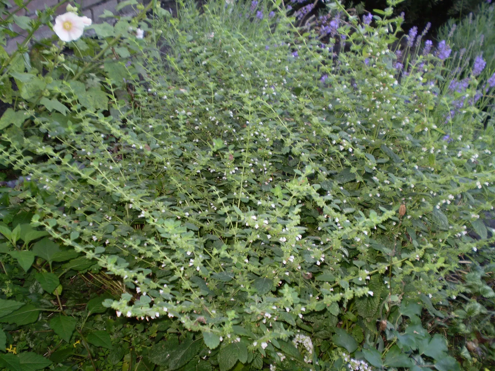 Peppermint (Mentha X Piperita) — Peppermint should be planted in full to partial sun and prefers a moist; peppermint (Mentha x piperita) is a, image 92