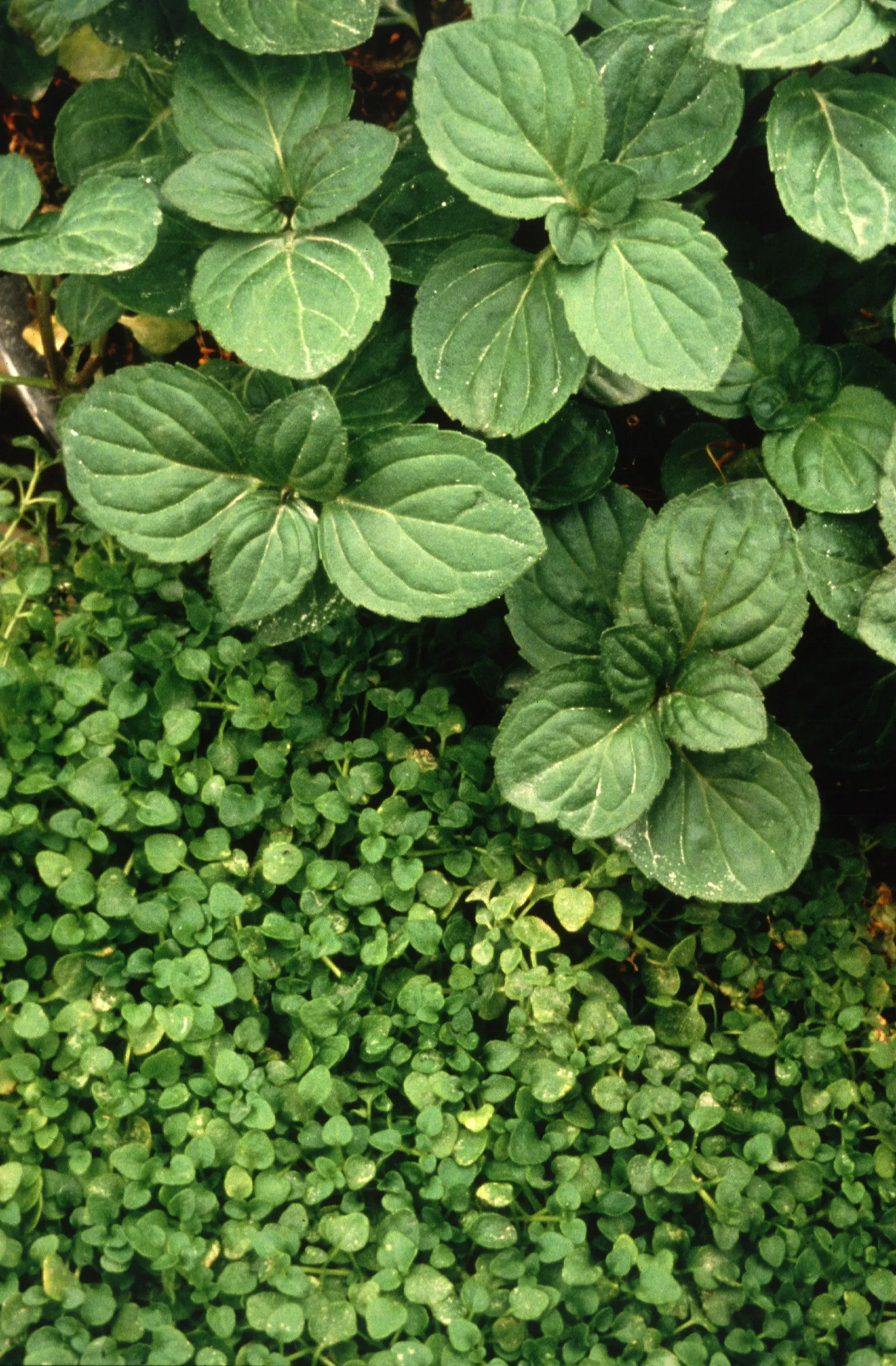 Peppermint (Mentha X Piperita) — well-drained loamy soil with a pH range of 6.0 to 7.0; the plant's stems are square in cross-section, image 93