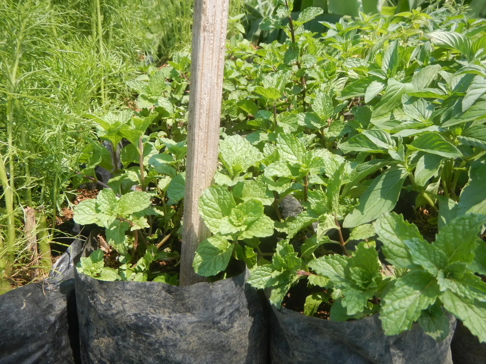 Peppermint (Mentha X Piperita) — It is hardy in USDA zones 3 to 8, making it versatile in various climates; blooming in mid to late summer and, image 54