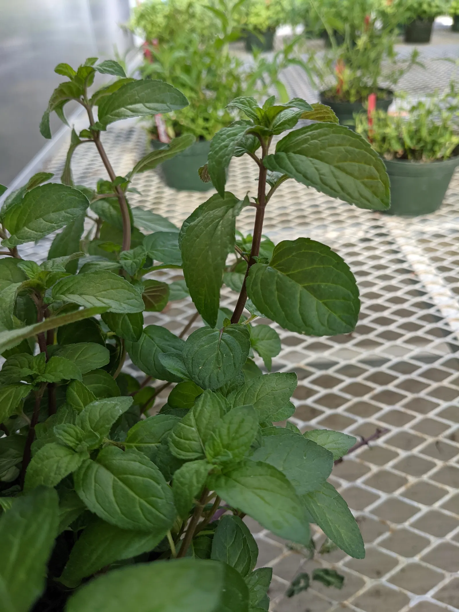 Peppermint (Mentha X Piperita) — Peppermint should be planted in full to partial sun and prefers a moist; peppermint (Mentha x piperita) is a, image 72