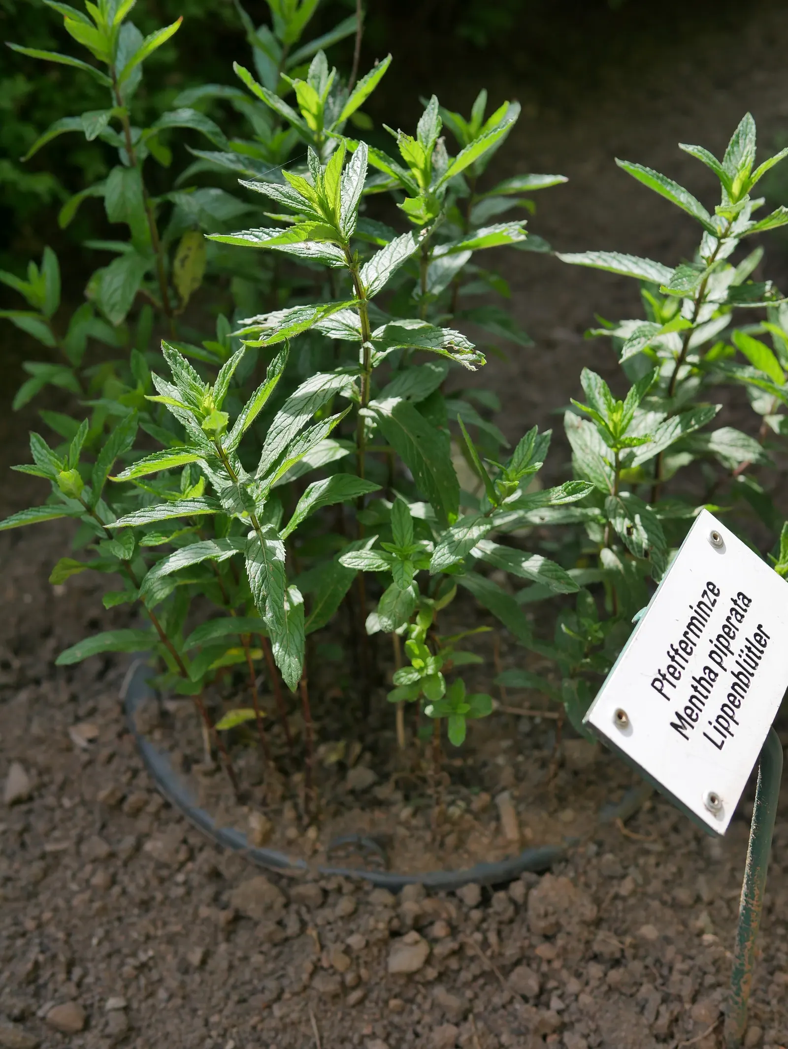 Peppermint (Mentha X Piperita) — a common trait in the mint family; herb for full, image 69