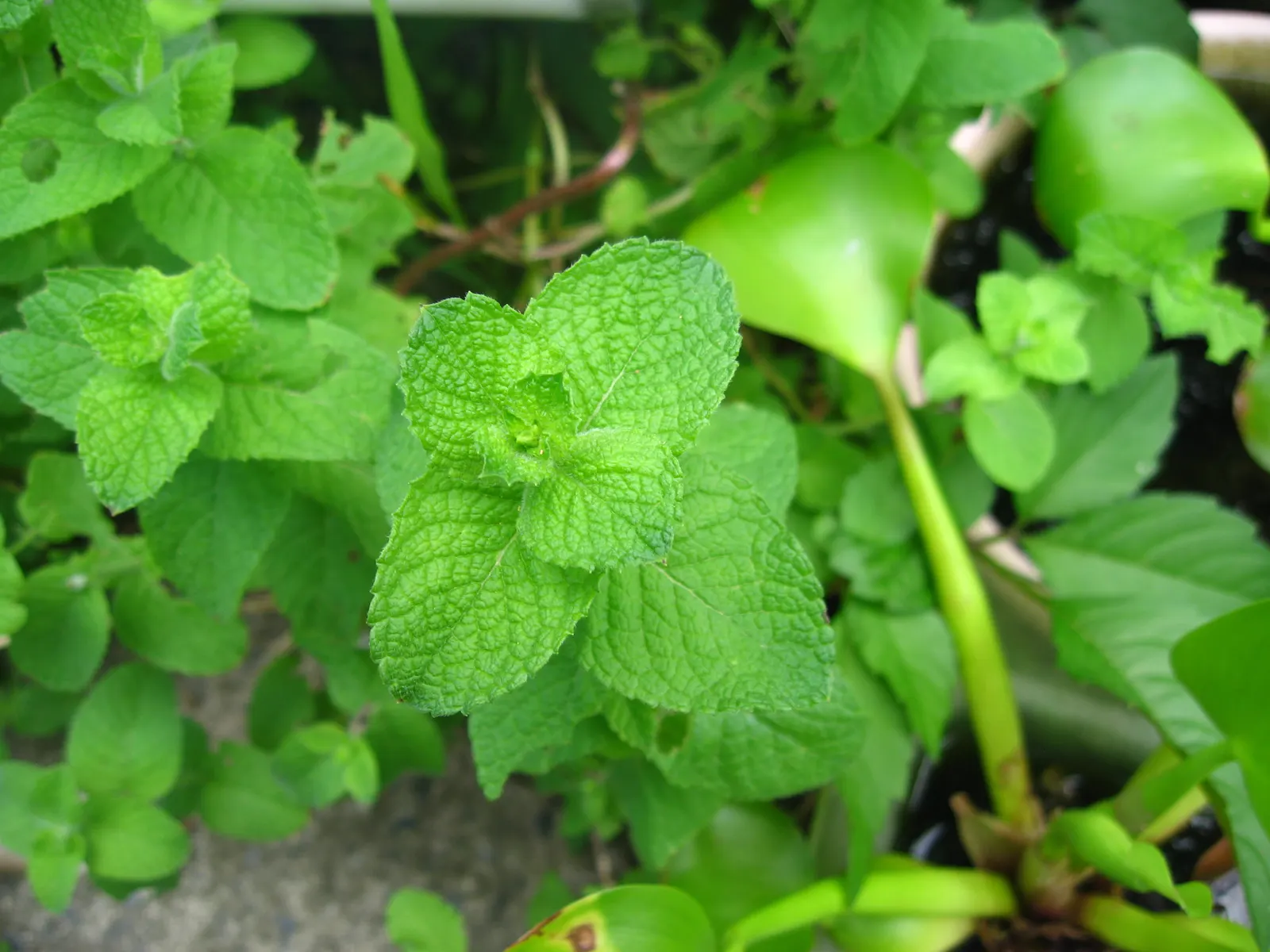 Peppermint (Mentha X Piperita) — Ideal for culinary use and attracting pollinators, but may require containment to prevent invasive spread, image 45
