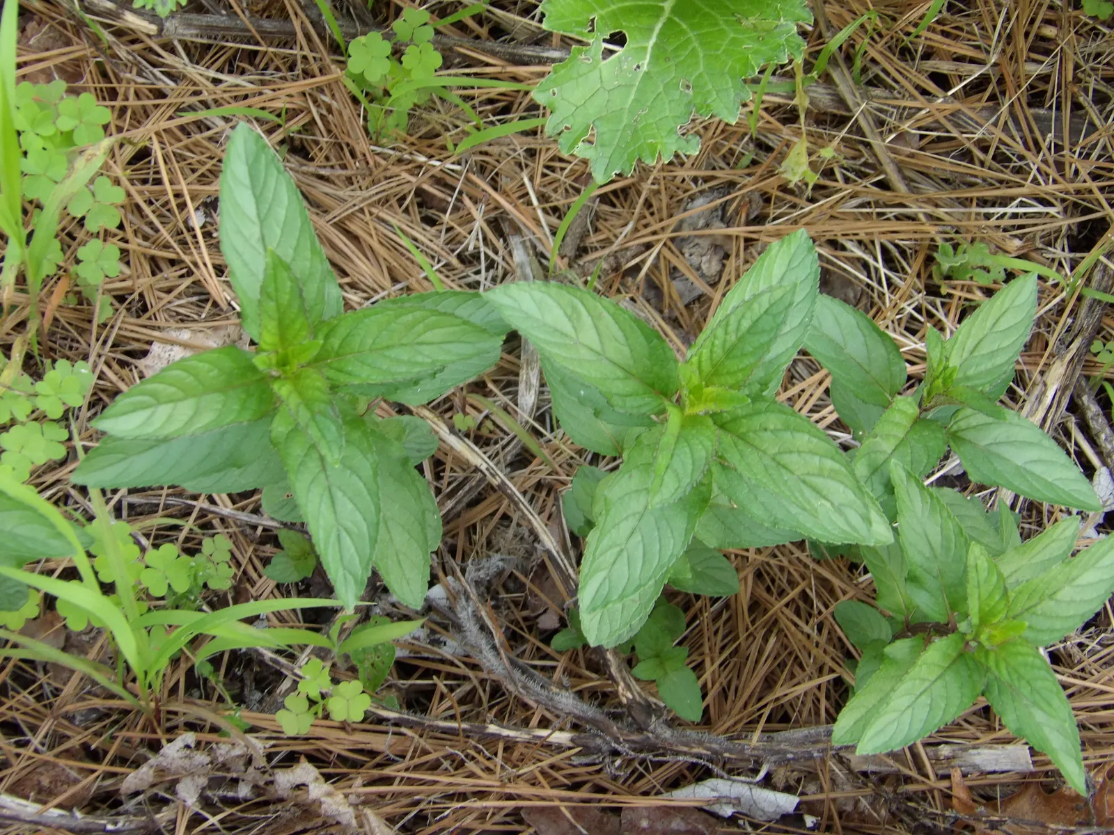 Peppermint (Mentha X Piperita) — herb for full; making it both a functional and sensory addition to the landscape, image 80