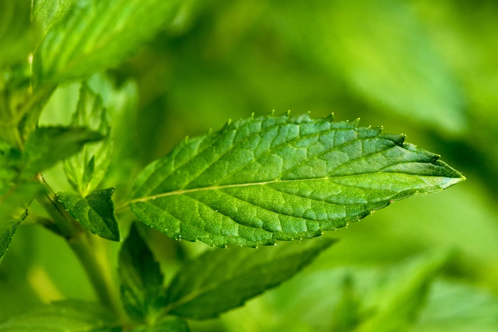 Peppermint (Mentha X Piperita) — blue flowers in the garden; its aromatic, dark green leaves and purplish flowering spikes make it a striking, image 78