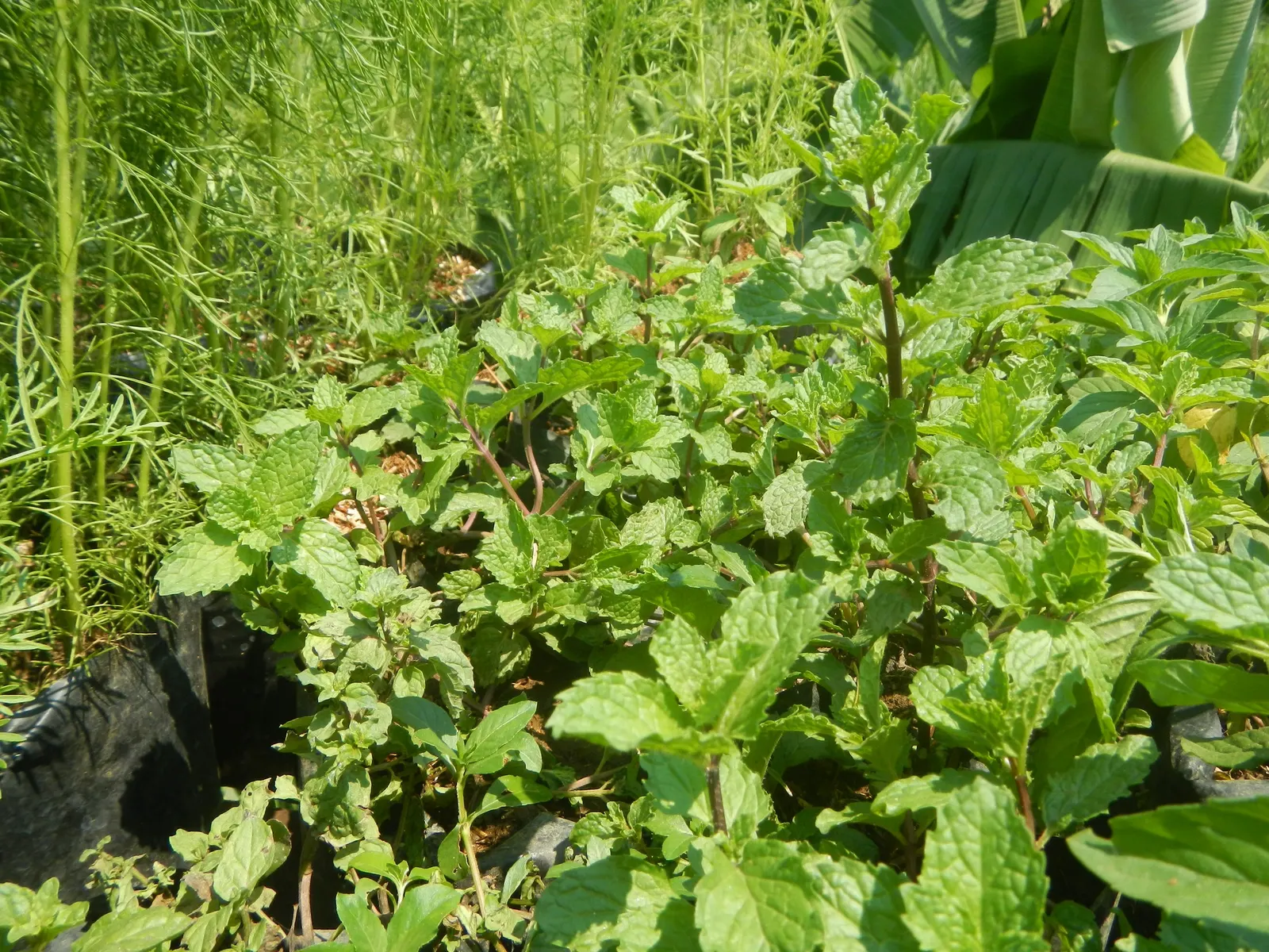 Peppermint (Mentha X Piperita) — well-drained loamy soil with a pH range of 6.0 to 7.0