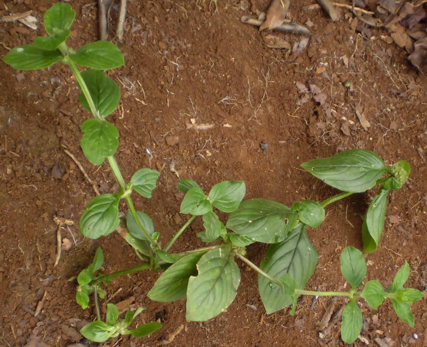 Peppermint (Mentha X Piperita) — Care should be taken when placing Peppermint in the garden, as it can easily outcompete less vigorous plants; a common trait
