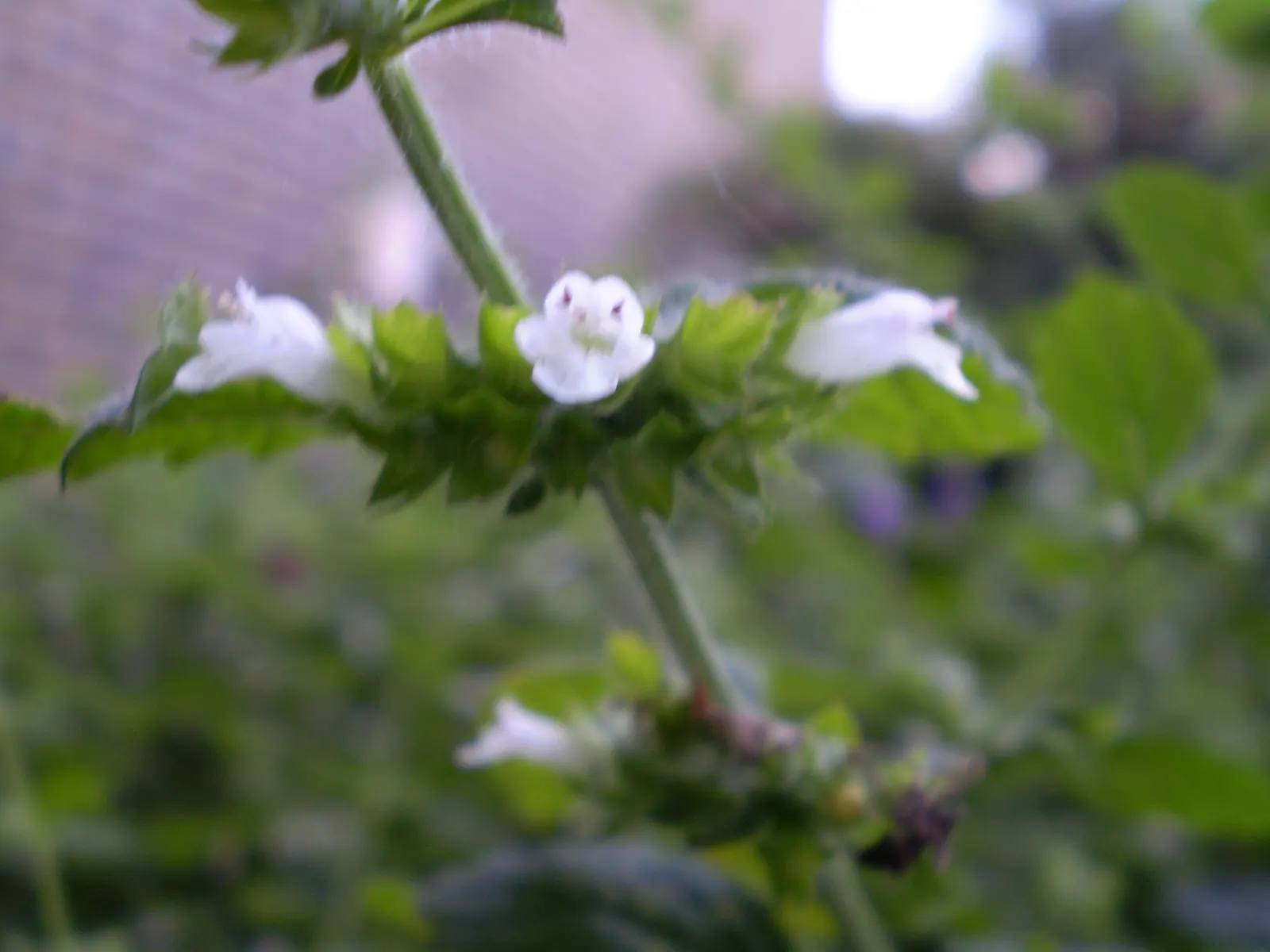 Peppermint (Mentha X Piperita) — and its leaves are dark green; is a perennial herb that is both aromatic and vigorous in growth, image 70