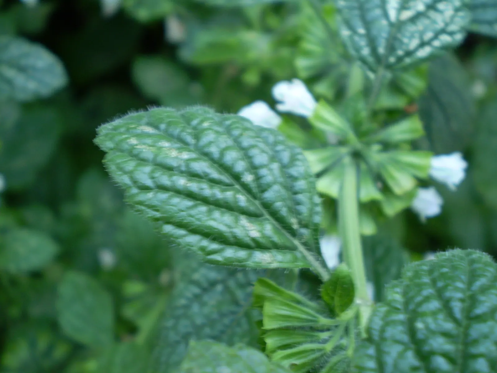 Peppermint (Mentha X Piperita) — well-drained loamy soil with a pH range of 6.0 to 7.0; the plant's stems are square in cross-section, image 73