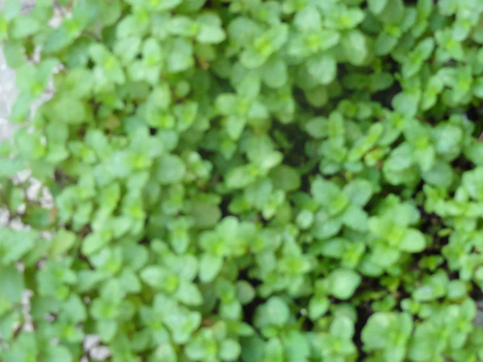 Peppermint (Mentha X Piperita) — making it both a functional and sensory addition to the landscape; care should be taken when placing Peppermint in the garden