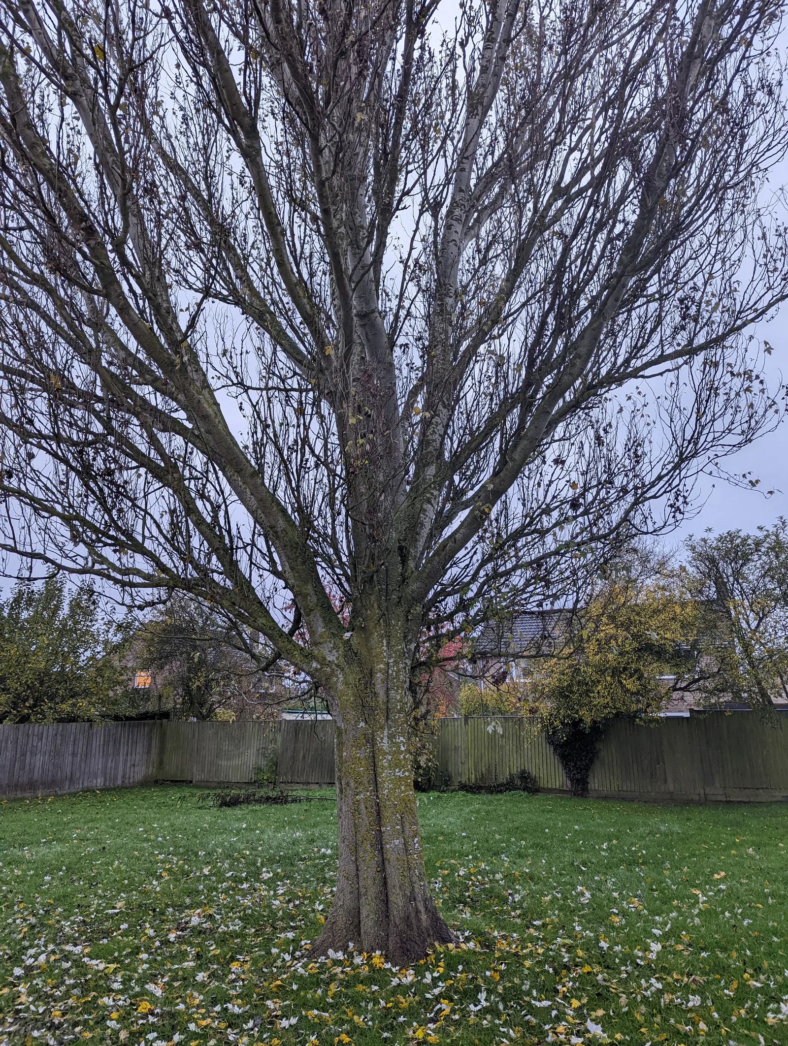 White Poplar (Populus Alba) — is a resilient and elegant deciduous tree