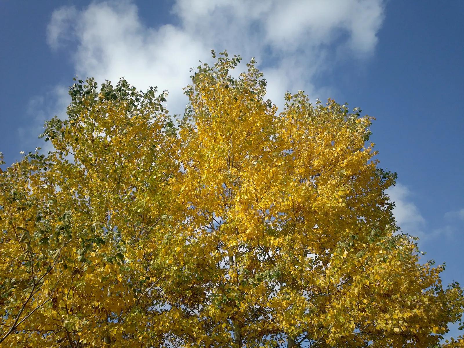 White Poplar (Populus Alba) — rounded canopy that provides ample shade.<br><br>Thriving in USDA hardiness zones 4 through 8