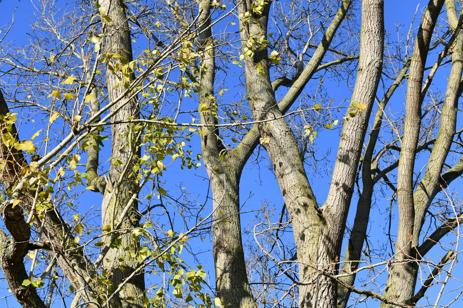 White Poplar (Populus Alba) — While relatively fast-growing