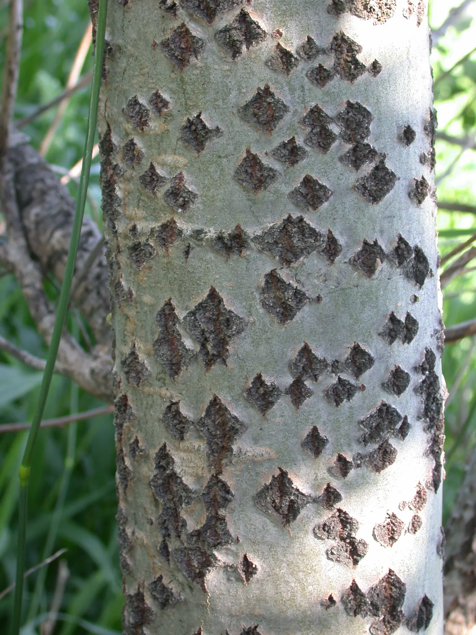 White Poplar (Populus Alba) — tree for full