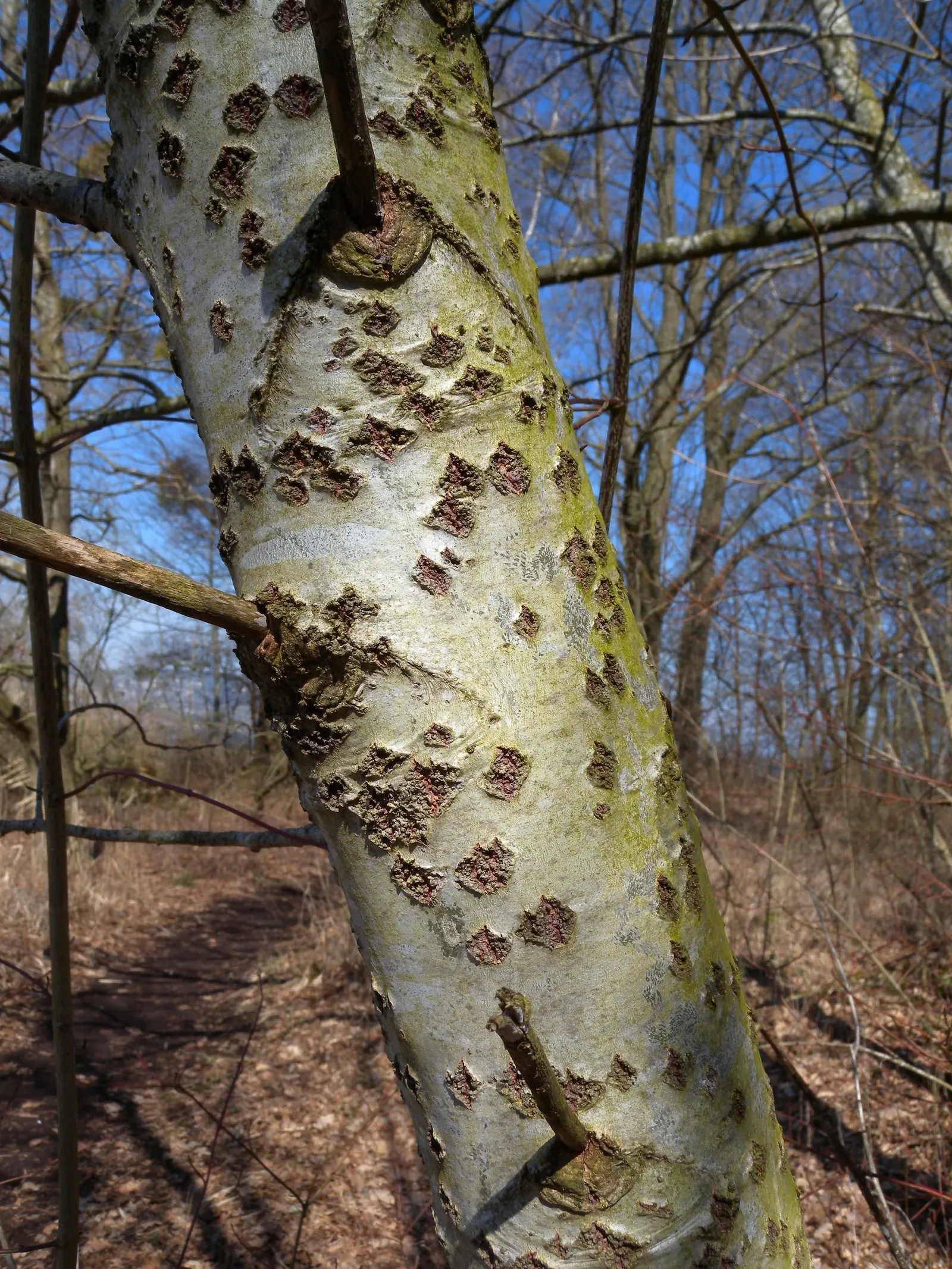 White Poplar (Populus Alba) — notable for its distinctive white-felted leaves and bark; is a resilient and elegant deciduous tree