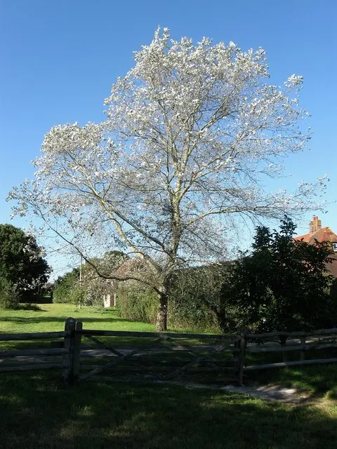 White Poplar (Populus Alba) — which may disrupt nearby pavement or structures