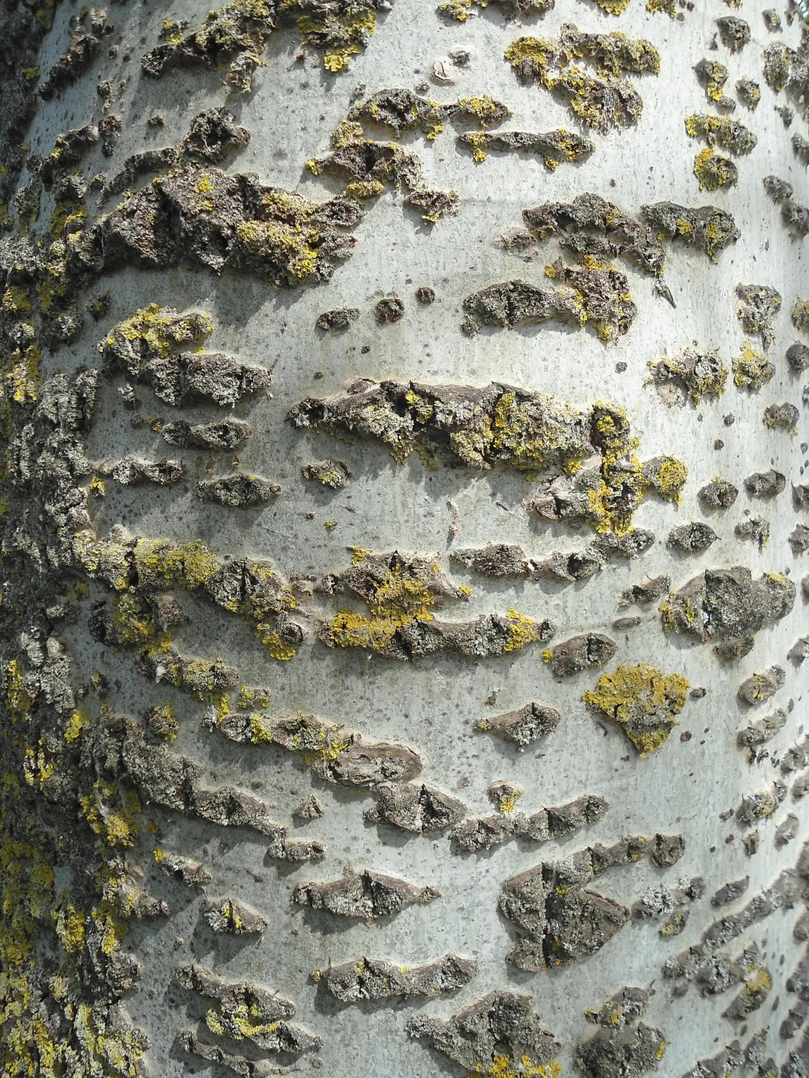 White Poplar (Populus Alba) — Adaptable to various soils, it thrives in full sun and can withstand drought conditions; followed by cottony seeds that can
