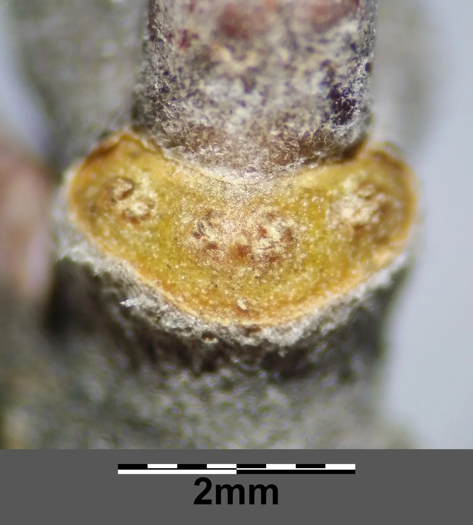White Poplar (Populus Alba) — Its vigorous root system requires caution when planting near structures