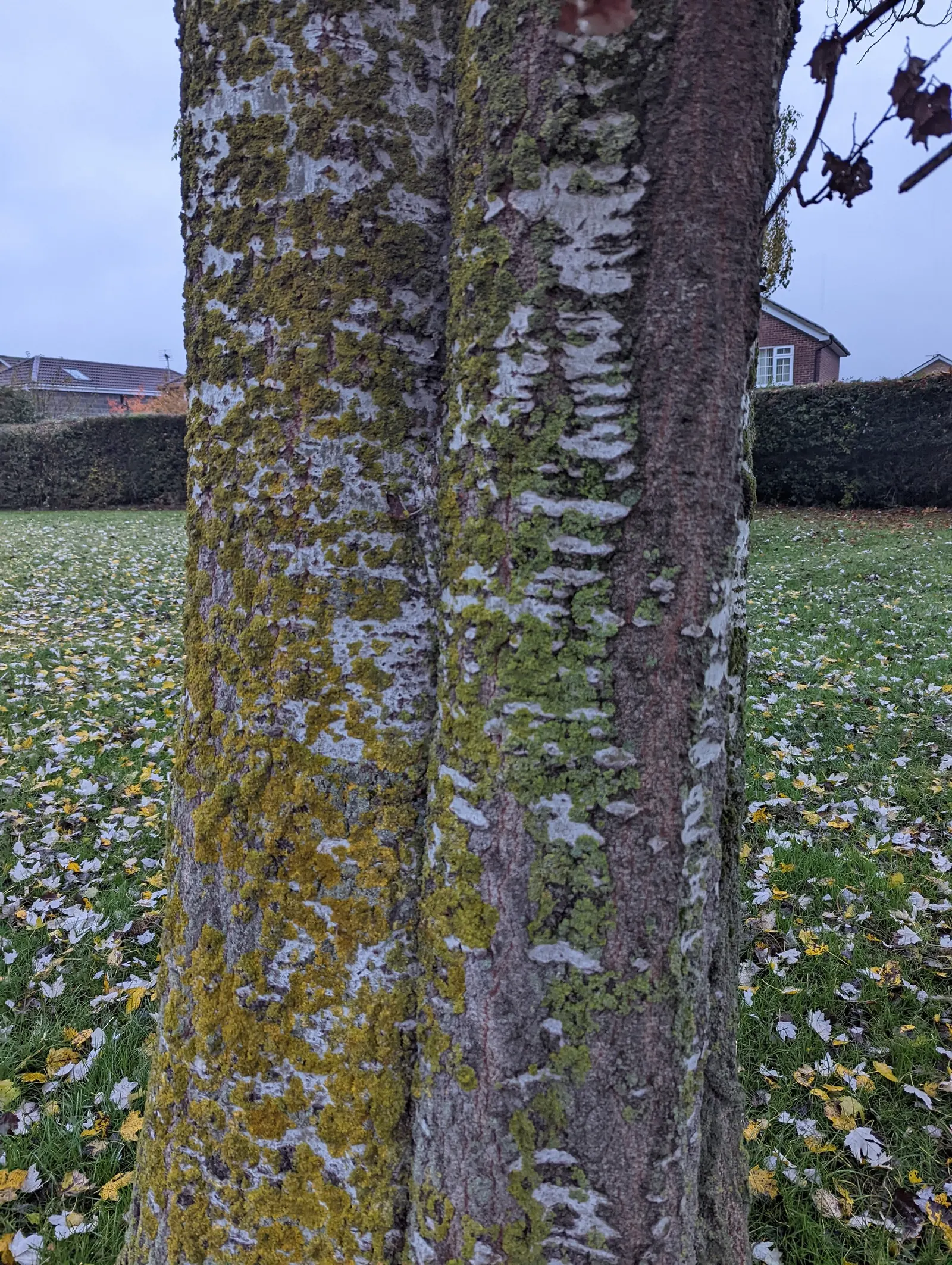 White Poplar (Populus Alba) — the White Poplar is adaptable to a wide range of soil types but favors moist