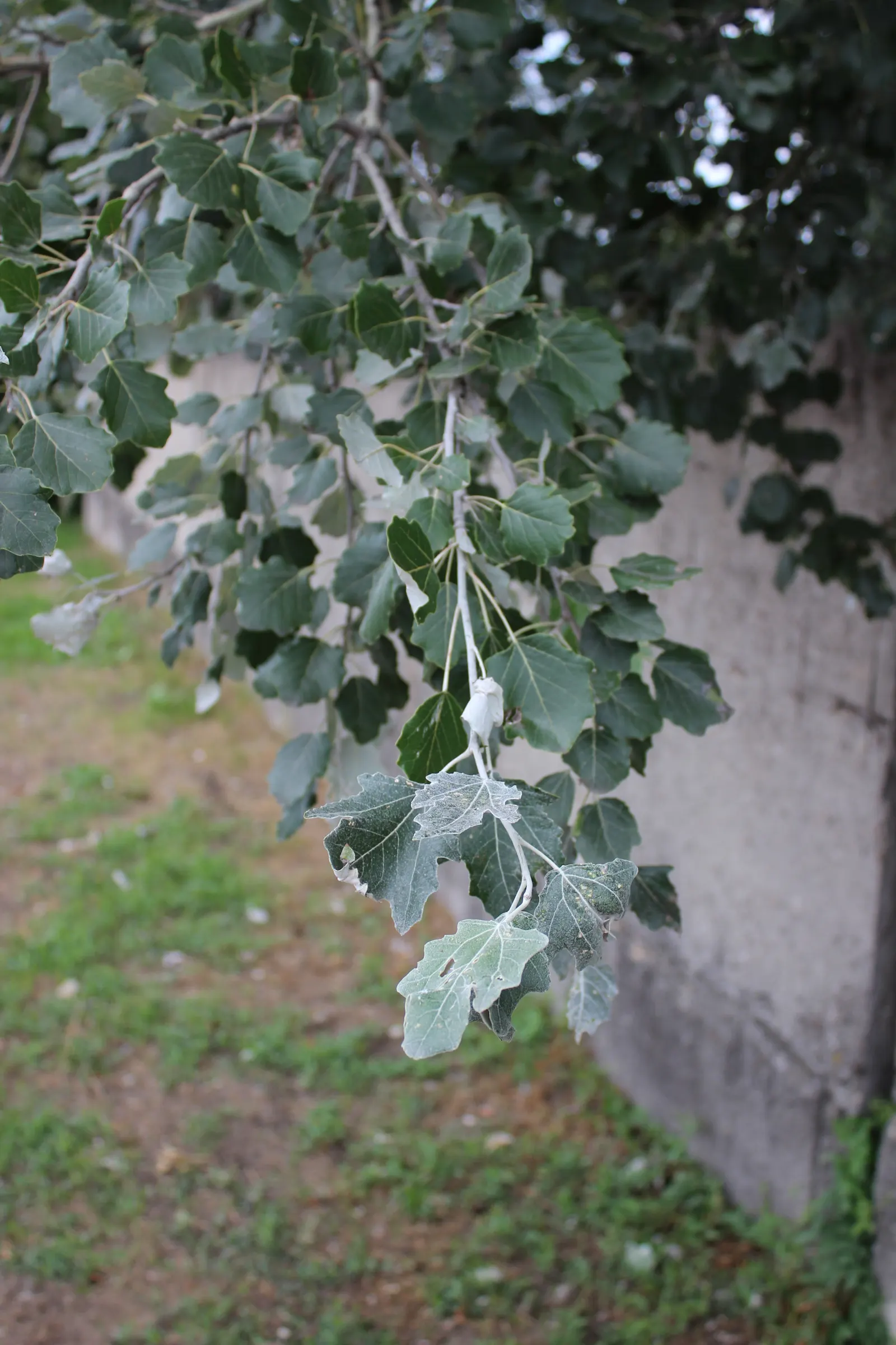 White Poplar (Populus Alba) — Gardeners should note its invasive root system