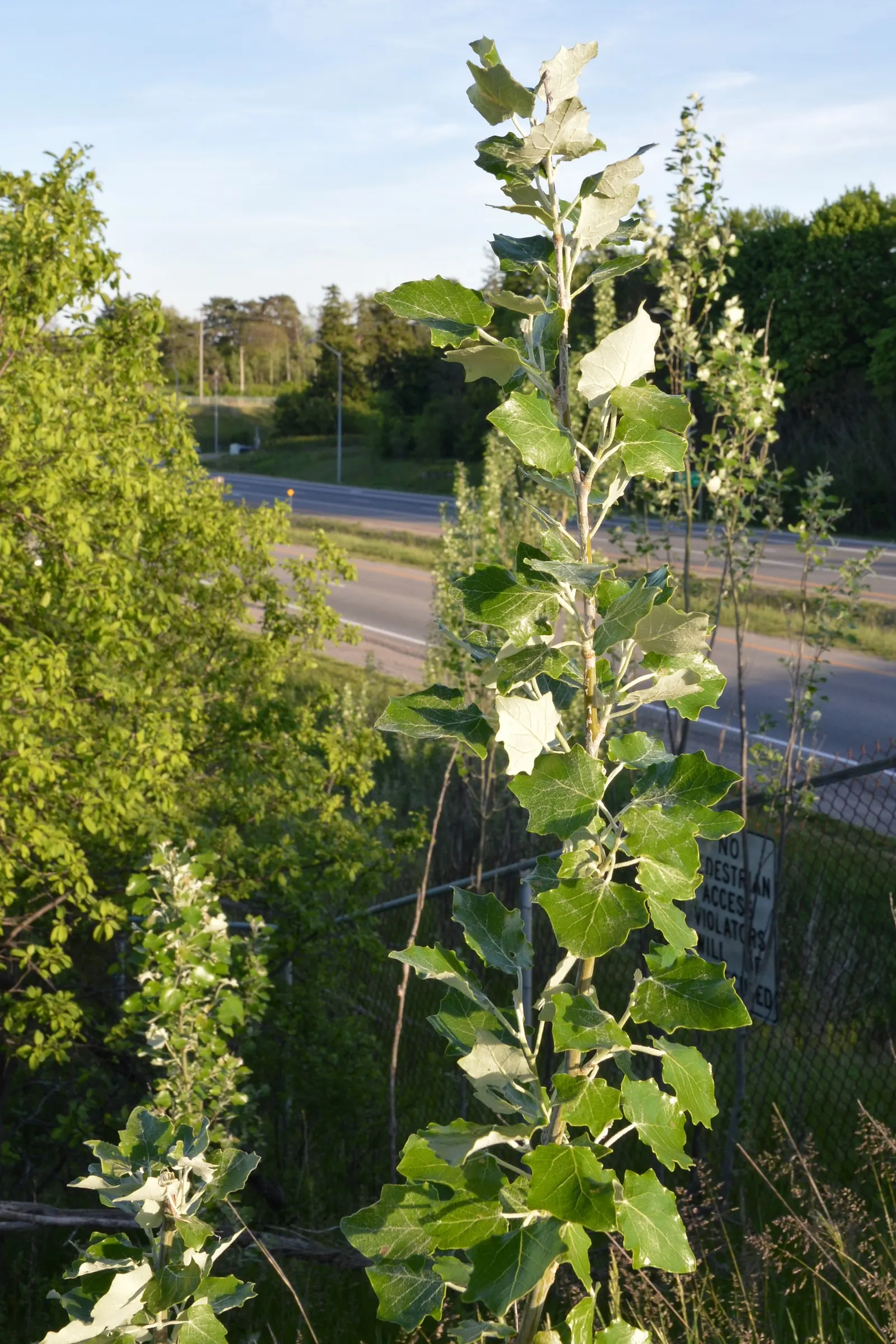 White Poplar (Populus Alba) — rounded canopy that provides ample shade.<br><br>Thriving in USDA hardiness zones 4 through 8; known for its fast growth and