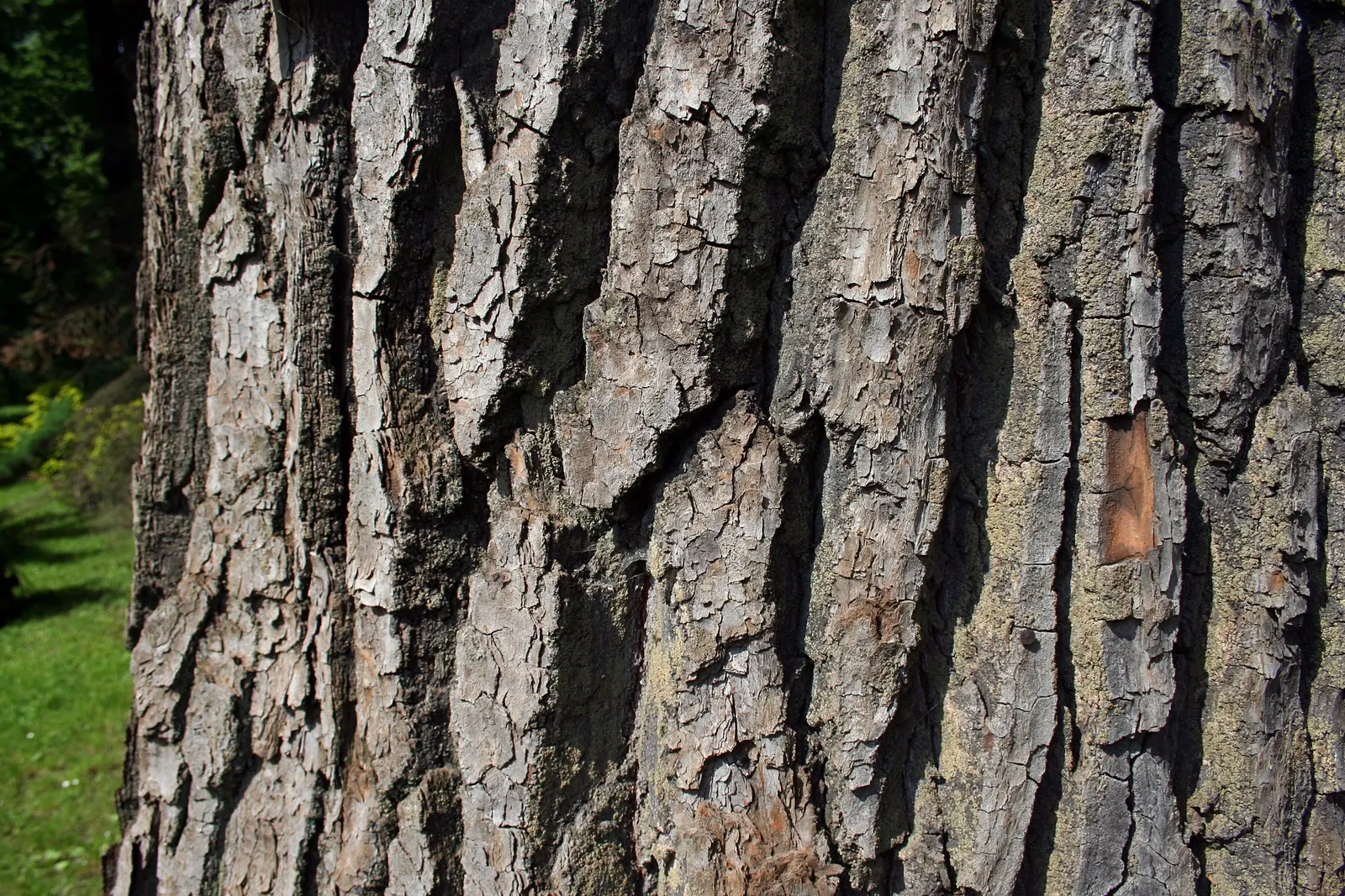 White Poplar (Populus Alba) — it creates a striking visual and provides substantial shade in landscape designs