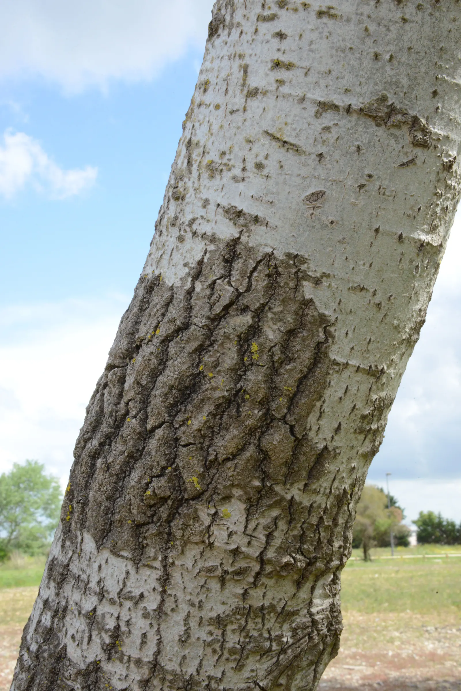 White Poplar (Populus Alba) — It features distinctive white-felted leaves and a broad, rounded canopy reaching heights of 40-70 feet; rounded canopy that