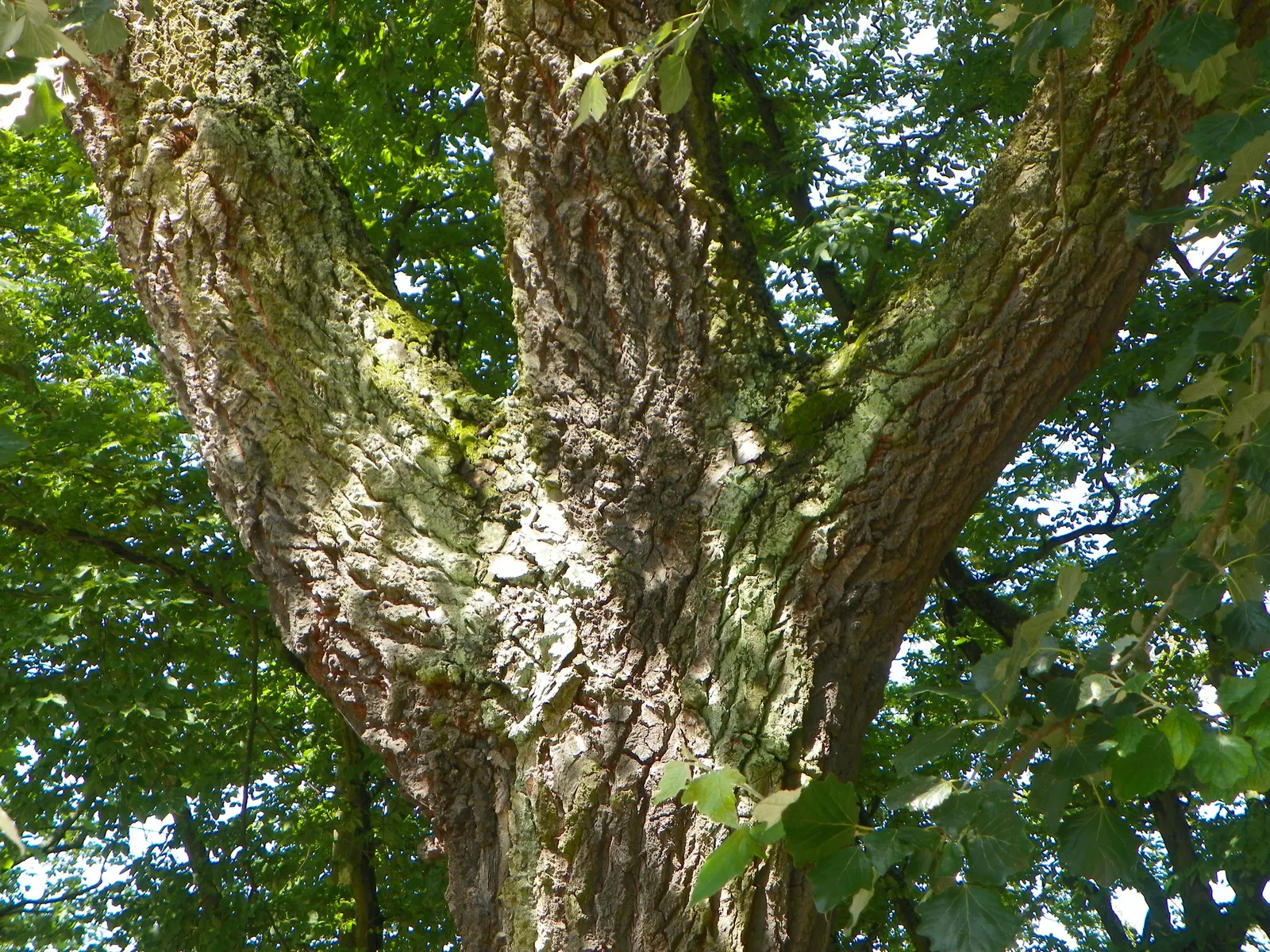 White Poplar (Populus Alba) — making it a striking choice for landscape designs seeking a bold visual statement; gardeners should note its invasive root system