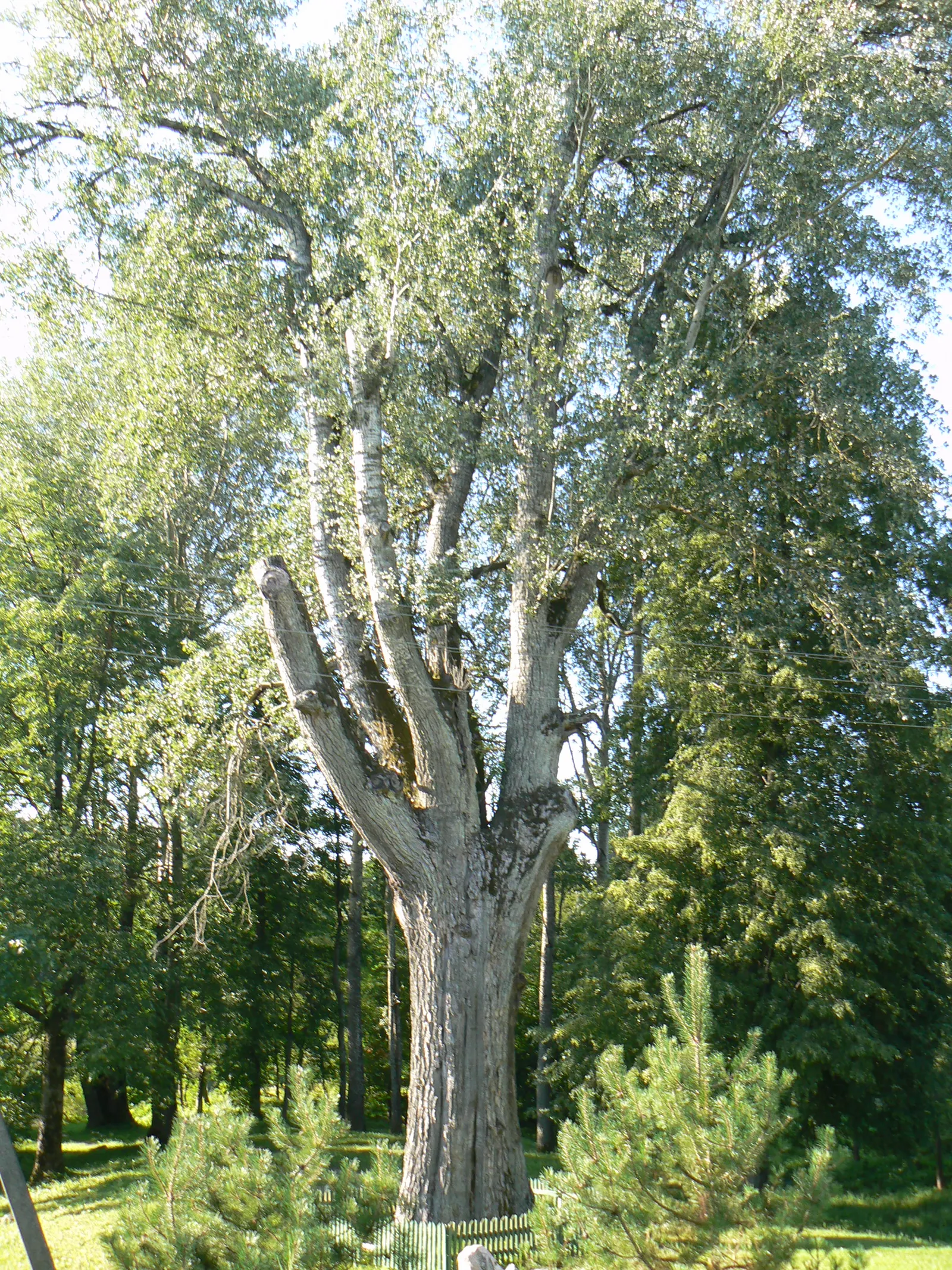 White Poplar (Populus Alba) — the White Poplar is adaptable to a wide range of soil types but favors moist, image 35