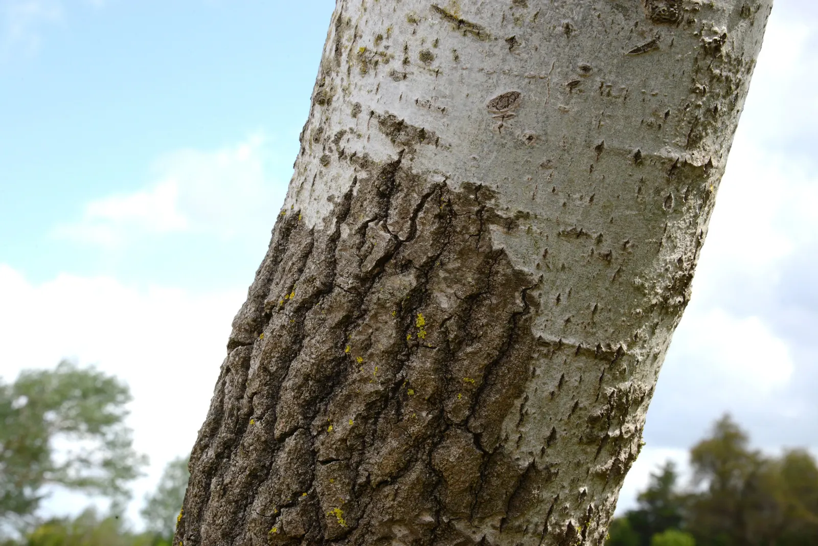 White Poplar (Populus Alba) — Known for its fast growth and spreading habit; making it a striking choice for landscape designs seeking a bold visual statement