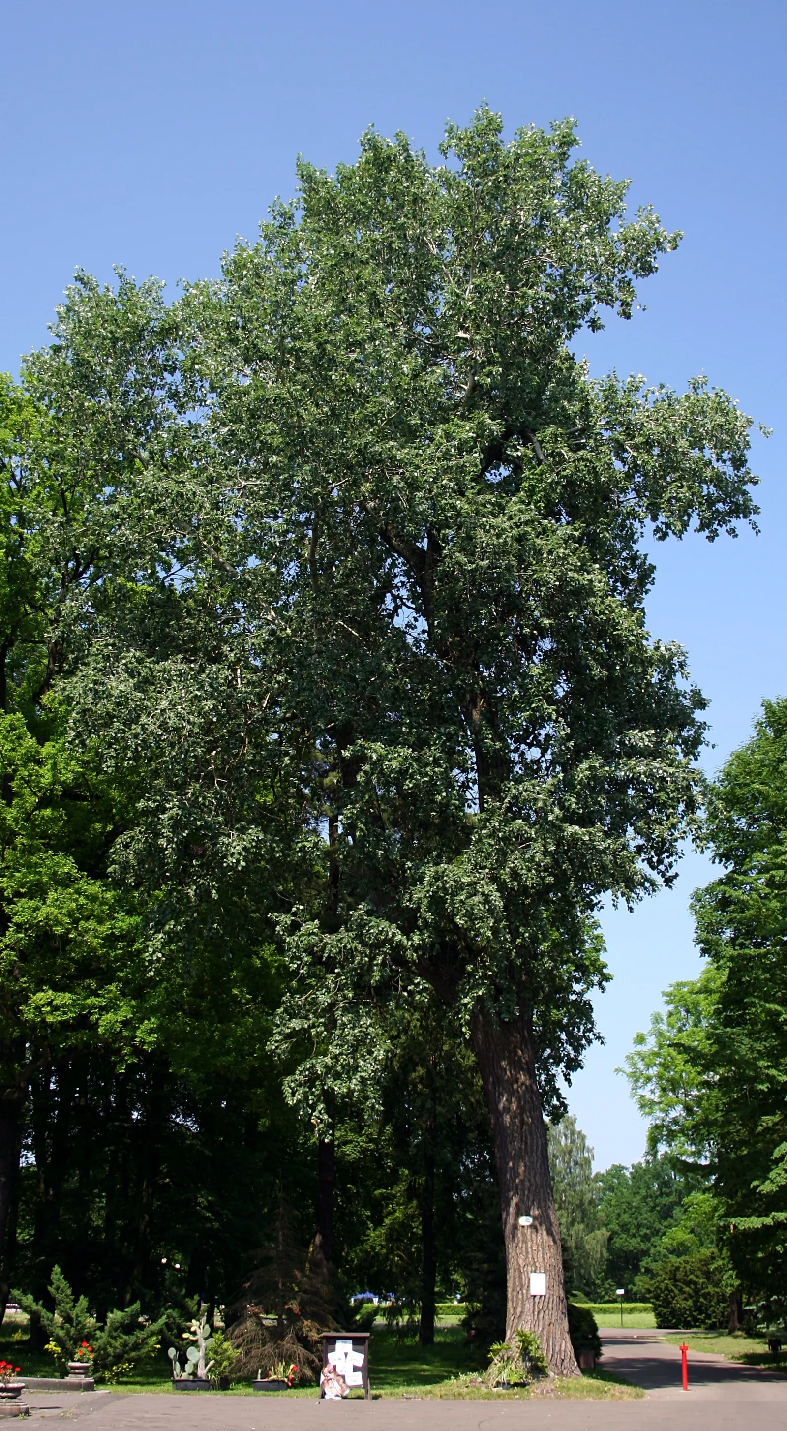 White Poplar (Populus Alba) — this dioecious species presents inconspicuous flowers