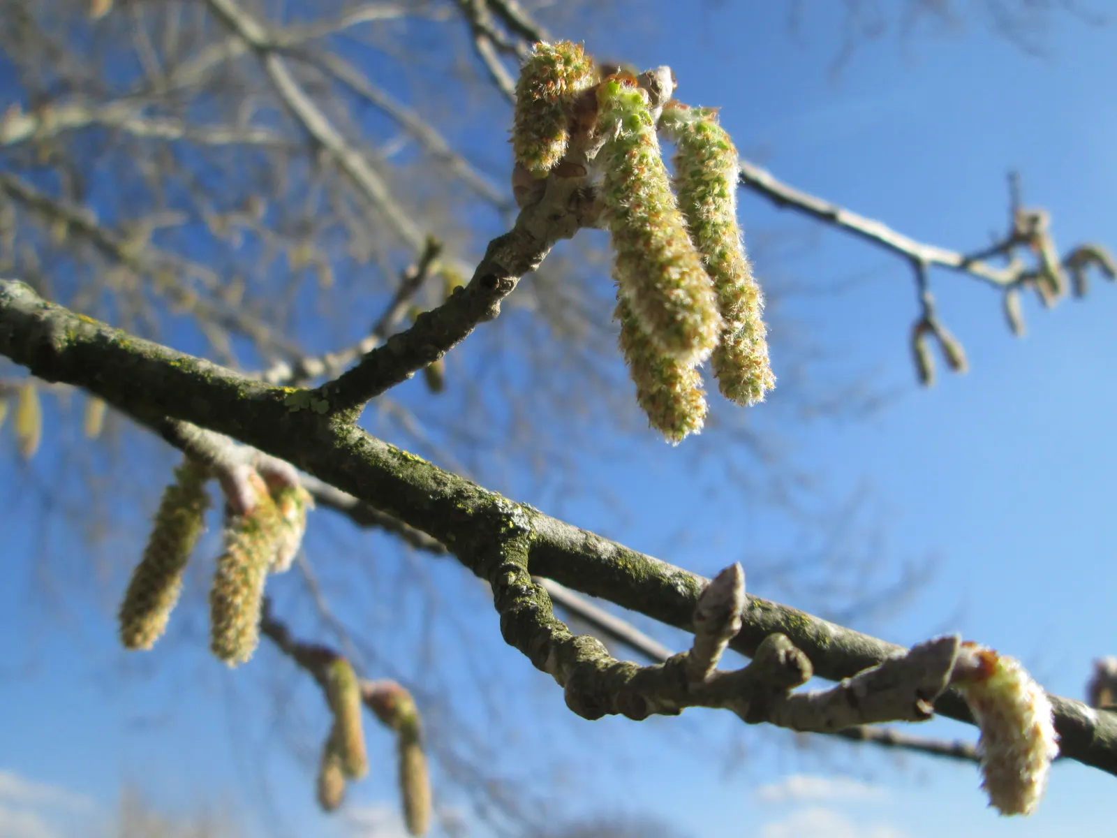 White Poplar (Populus Alba) — This tree is an ideal focal point for large spaces