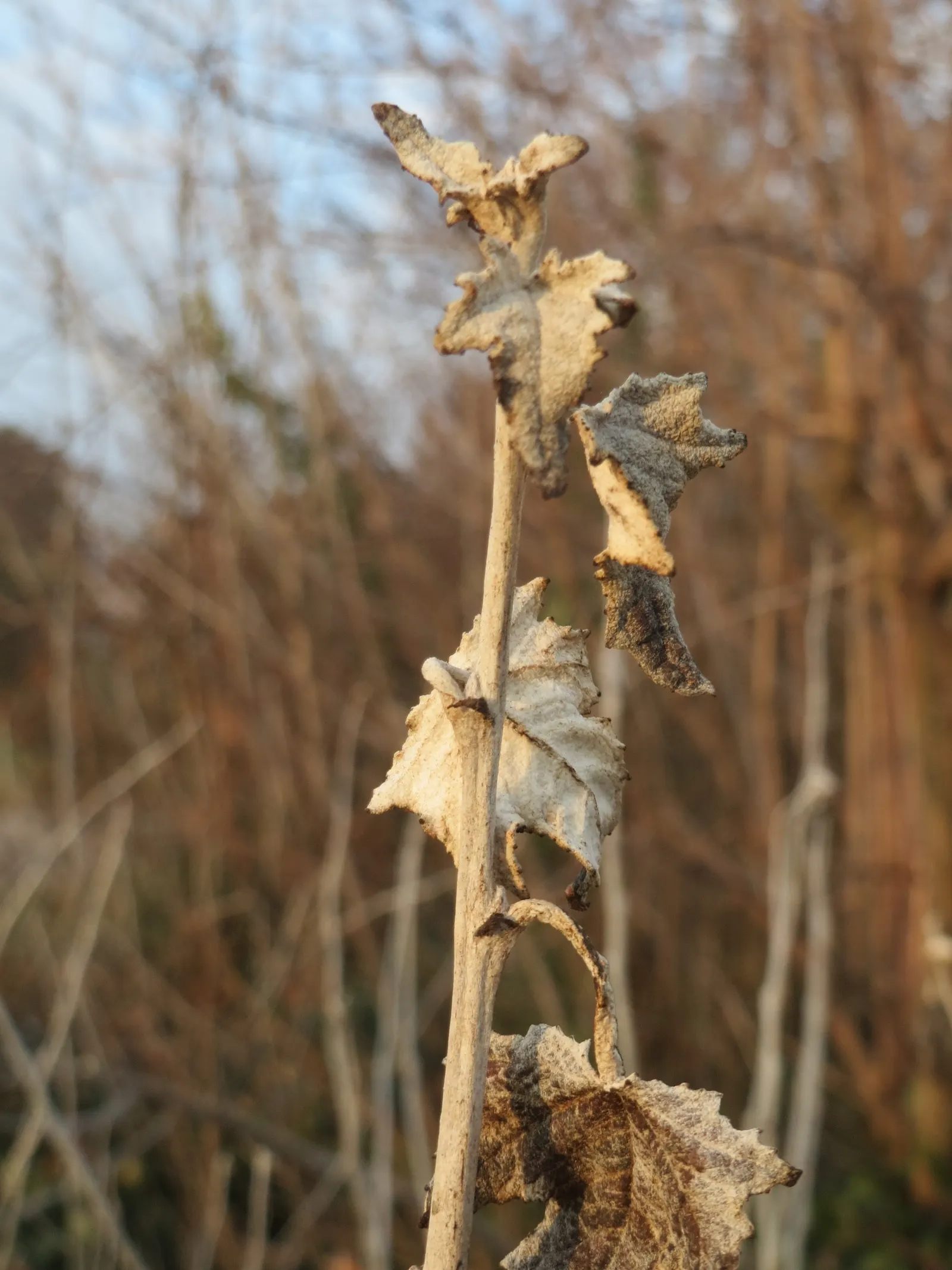 White Poplar (Populus Alba) — Known for its fast growth and spreading habit