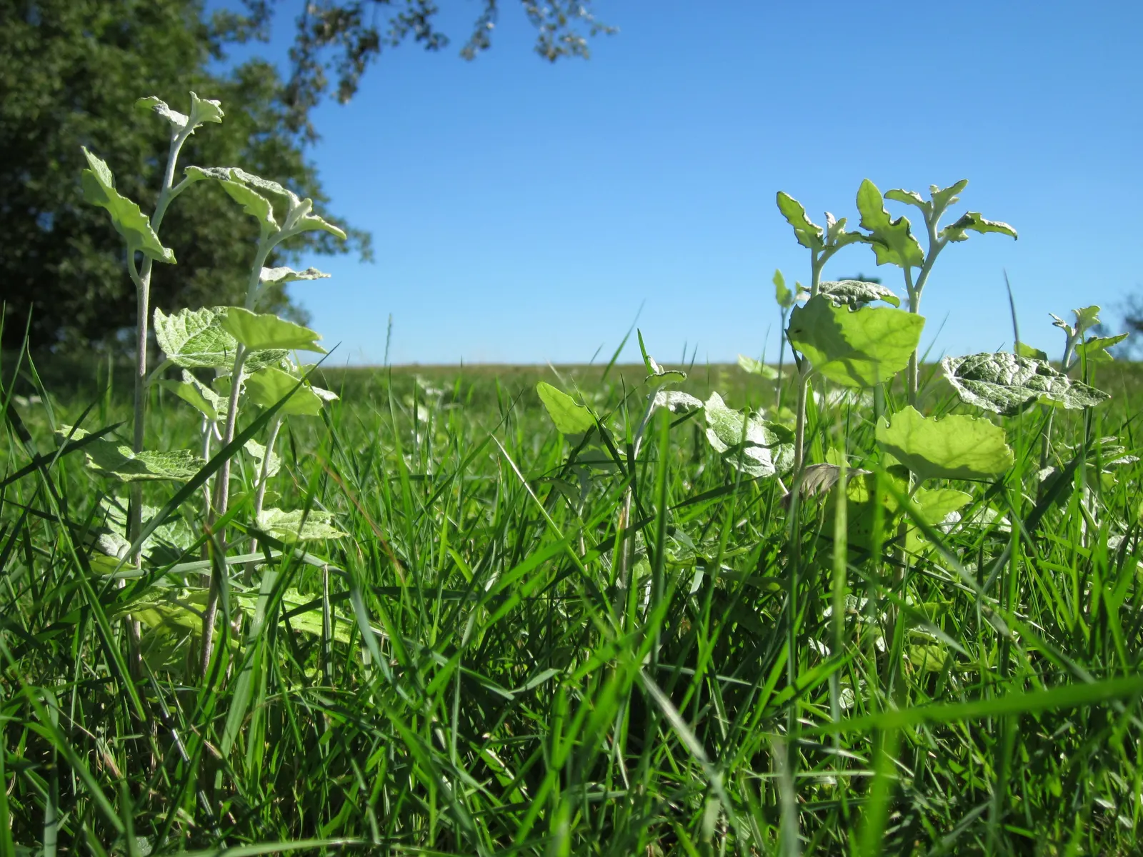 White Poplar (Populus Alba) — so careful placement is critical.<br><br>In spring