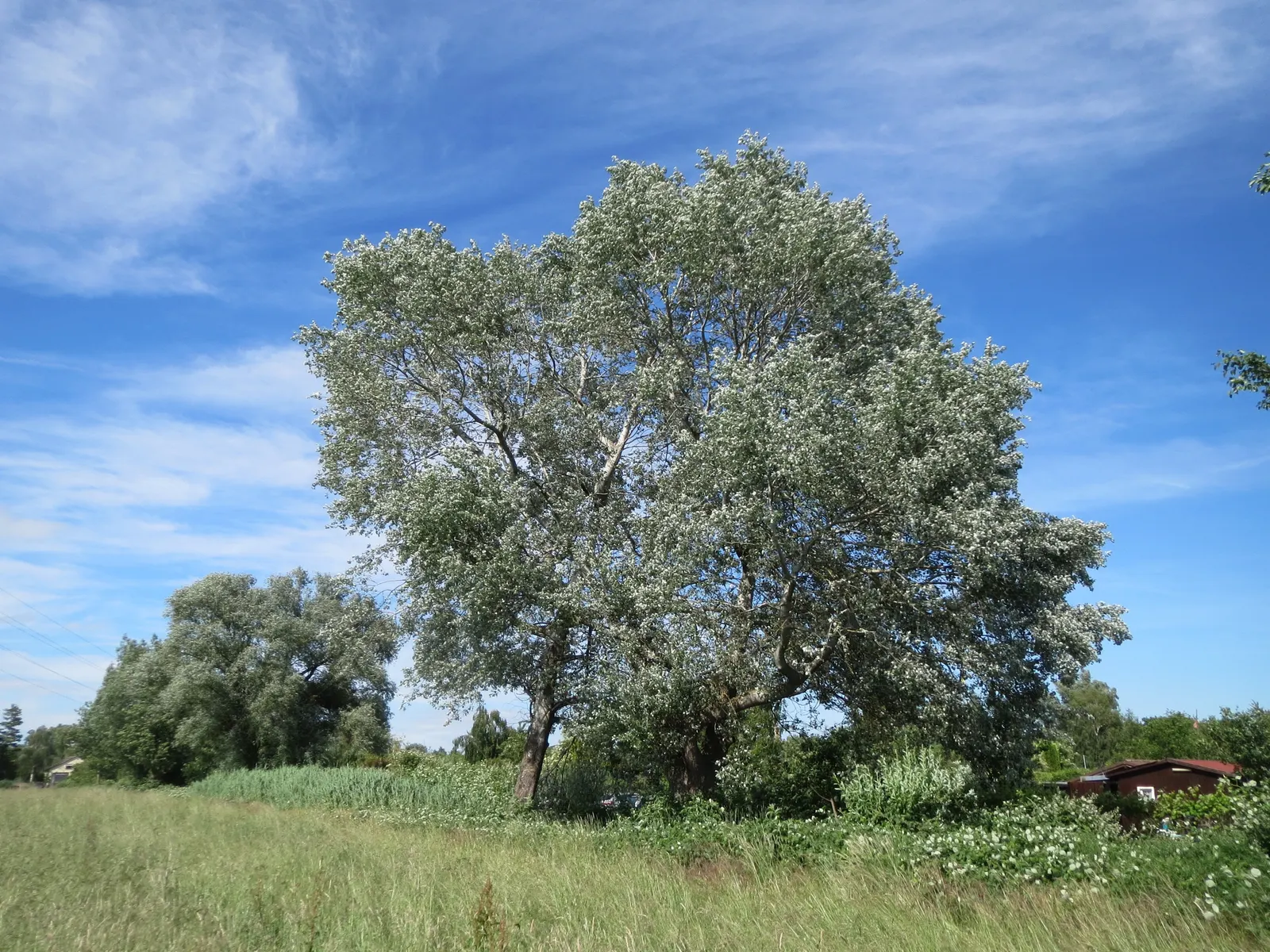 White Poplar (Populus Alba) — Full sun exposure is ideal for optimum growth, although it tolerates partial shade; maintenance may involve regular removal of